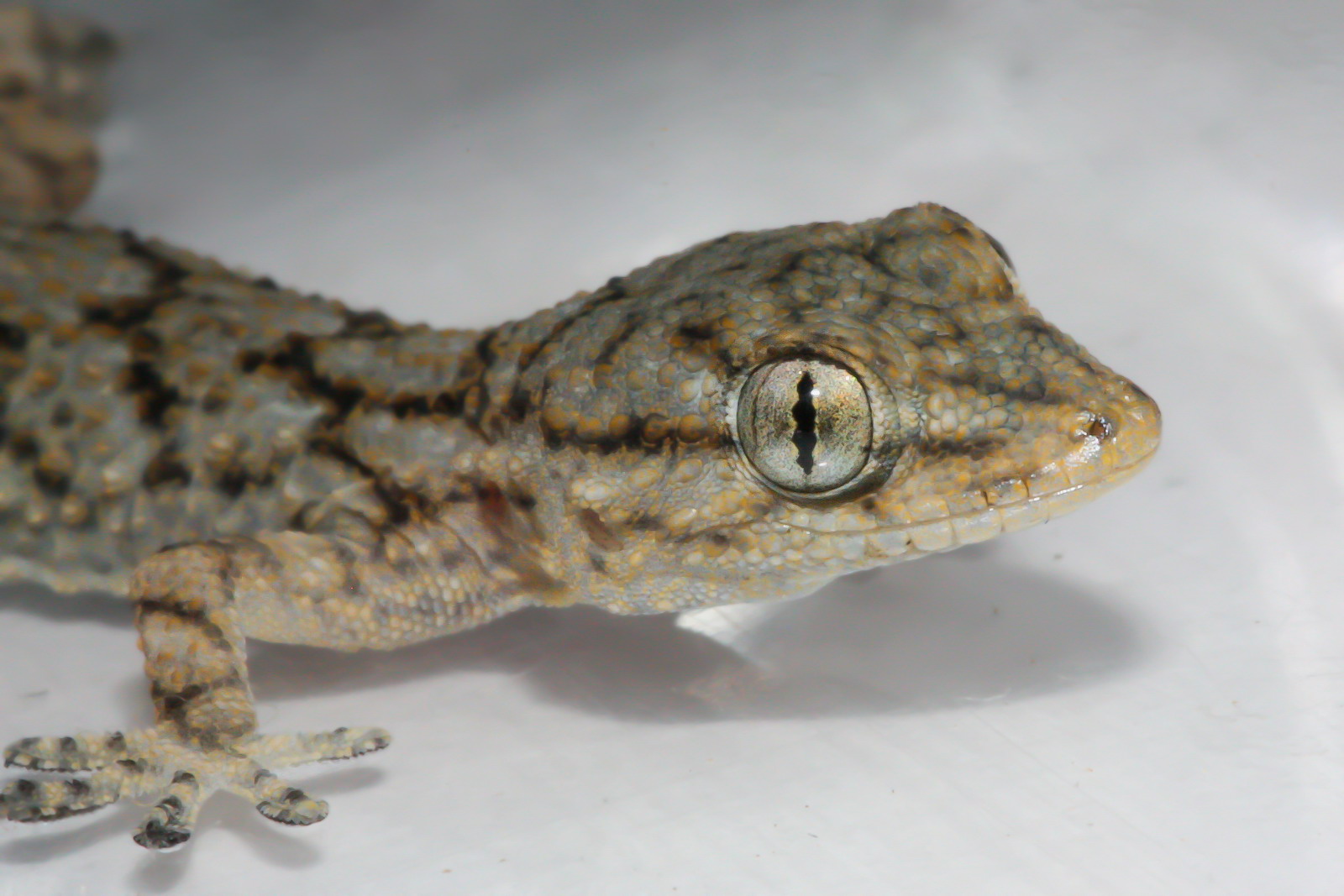 Tarentola mauritanica