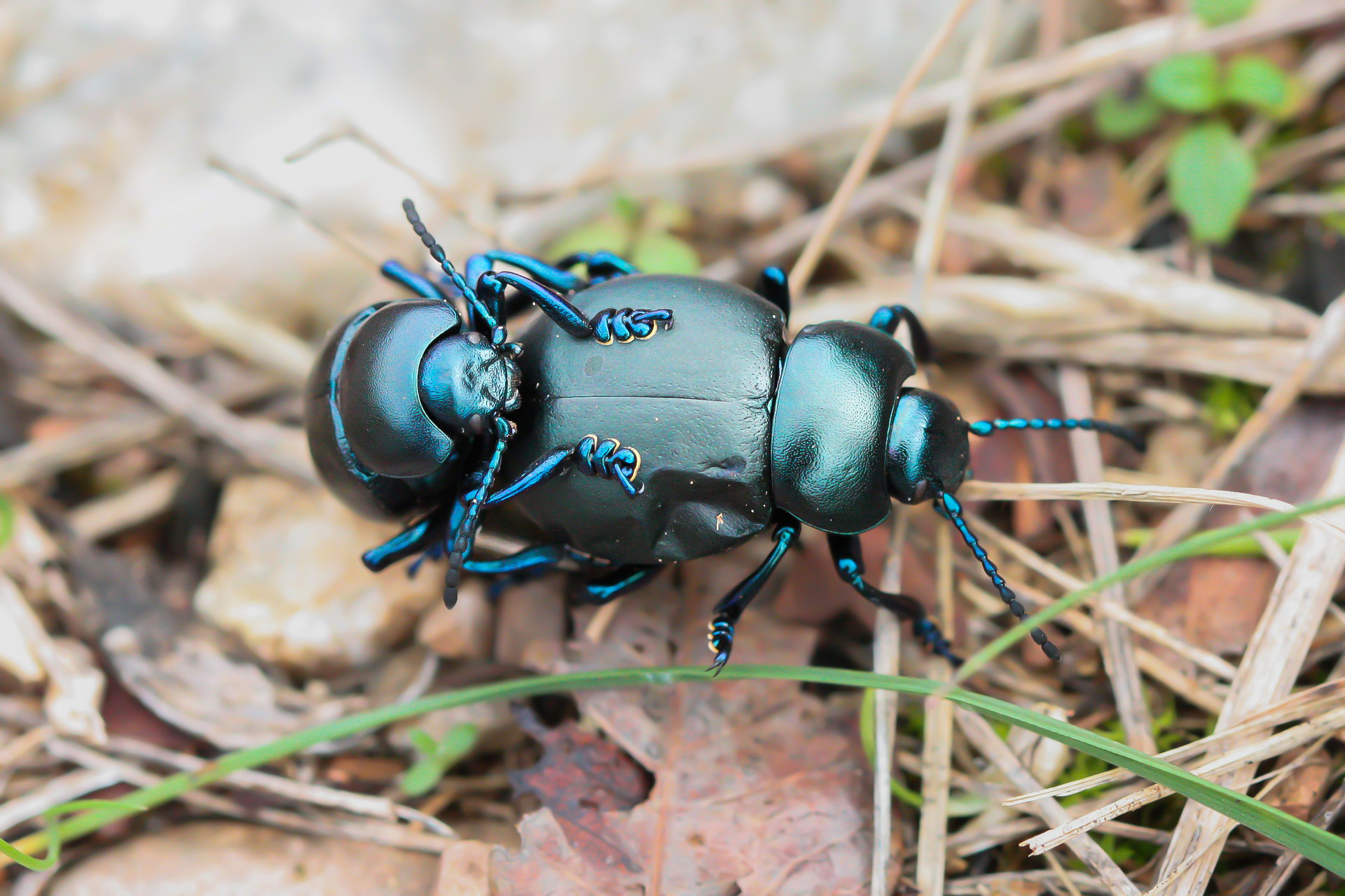 My first Macro - Timarcha nicaeensis