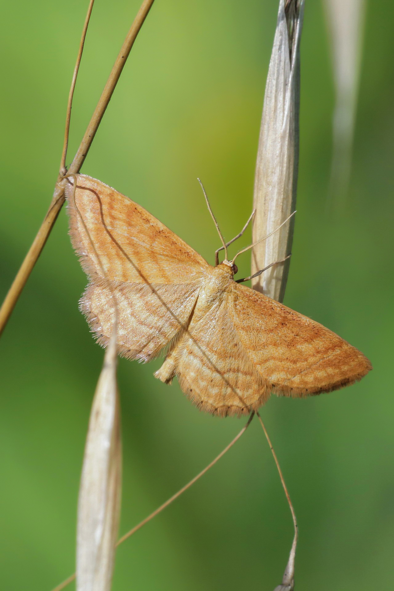 Idaea sp. z o.o.