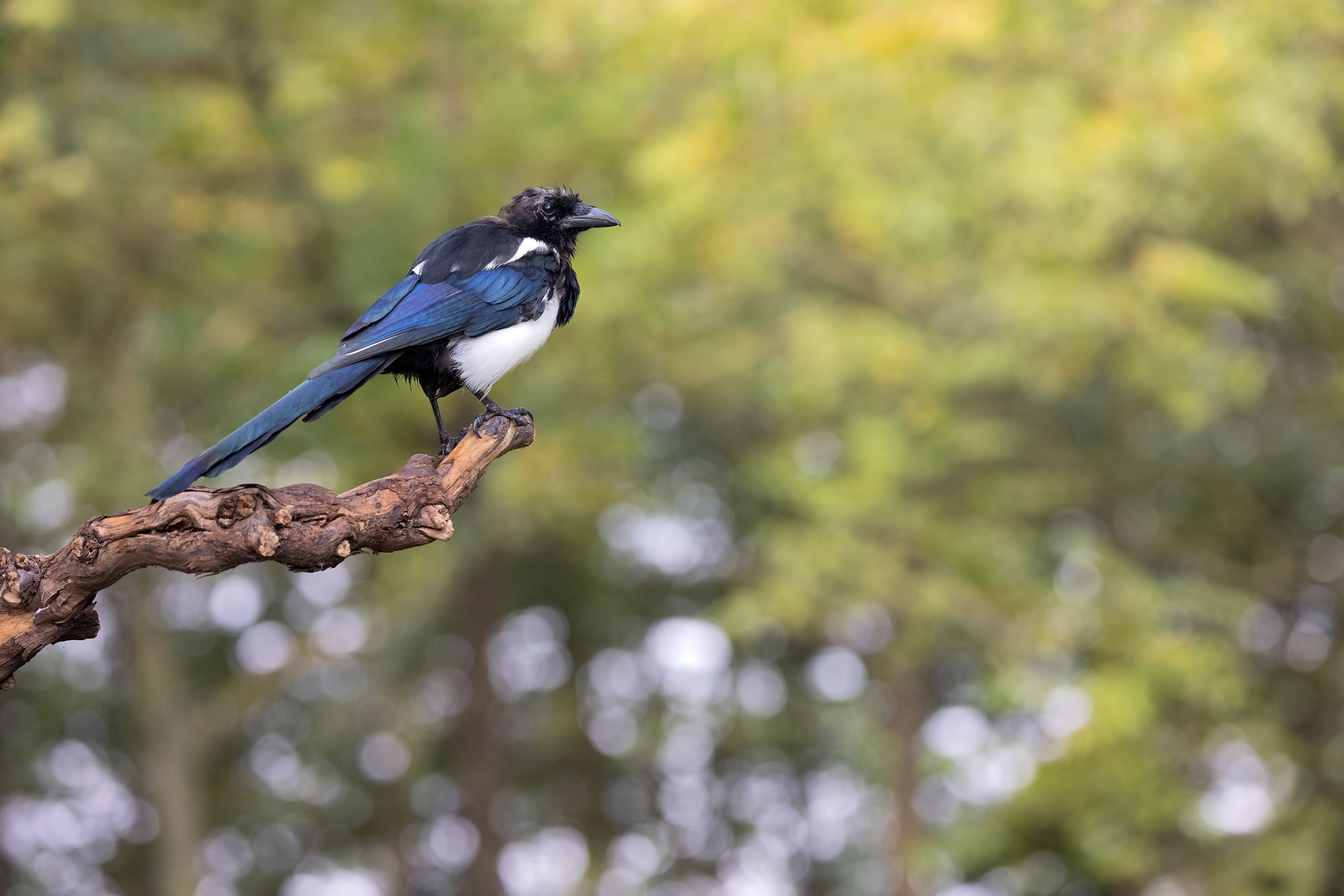 Gazza ladra