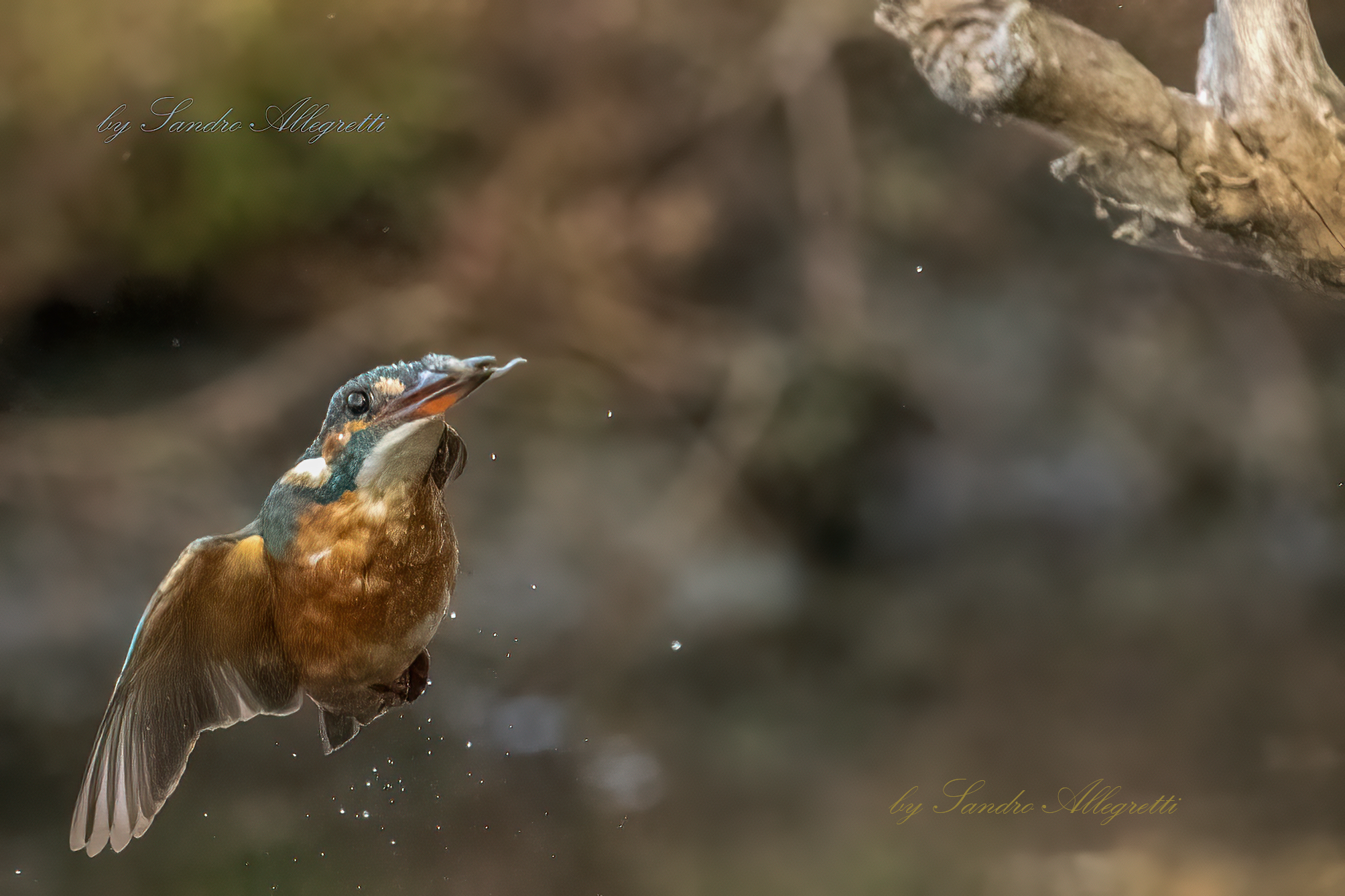 Alcedo atthis