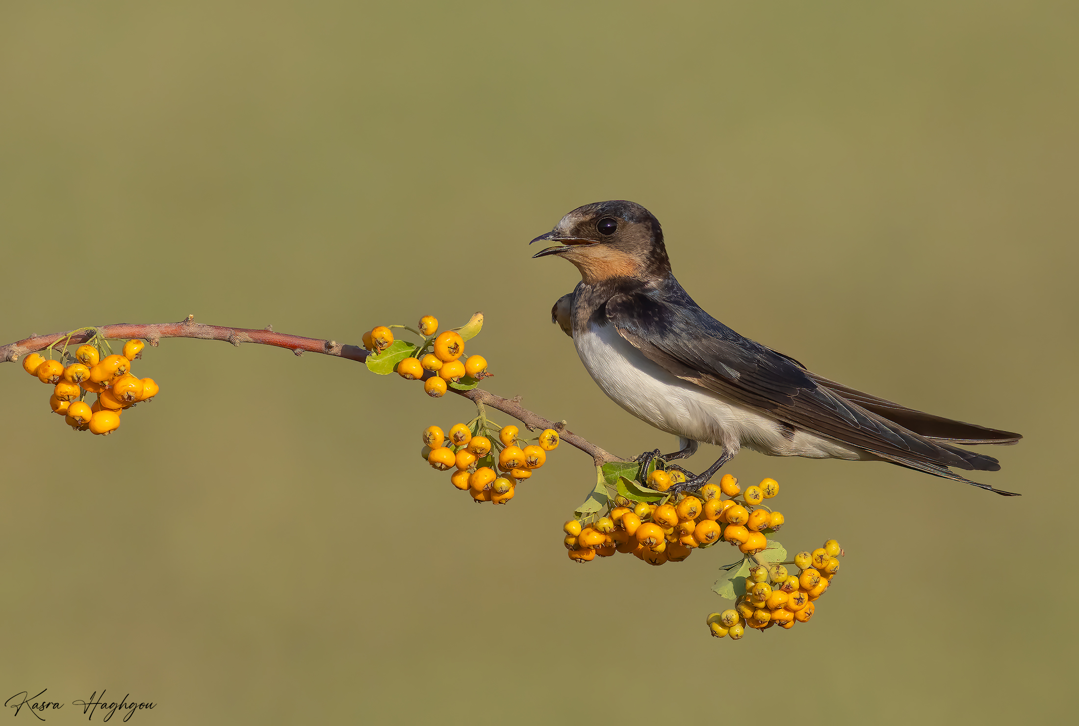 Barn swallow