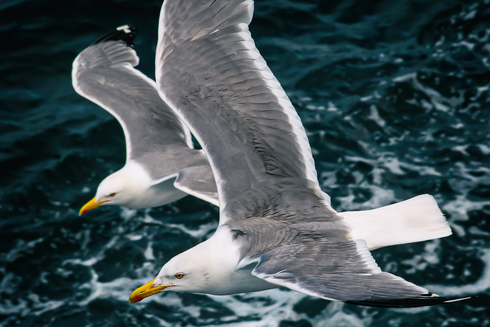 Gulls