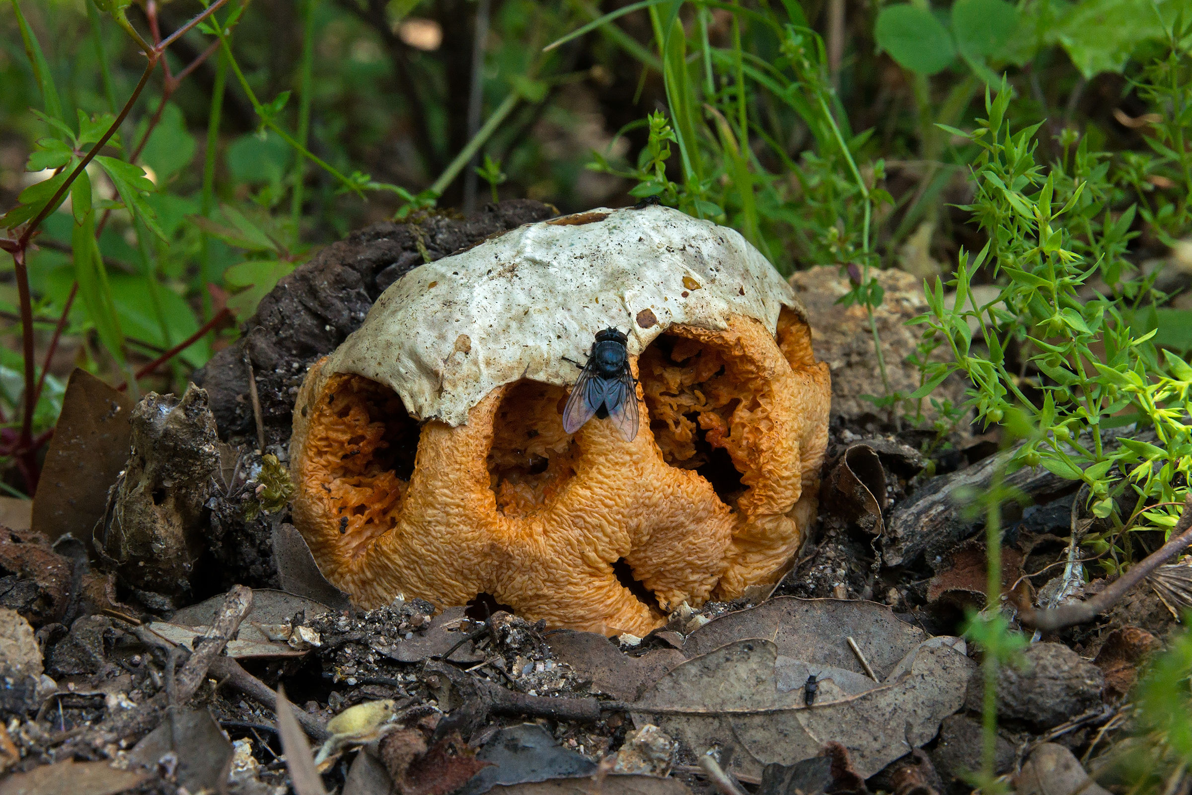 mamma che puzza...........