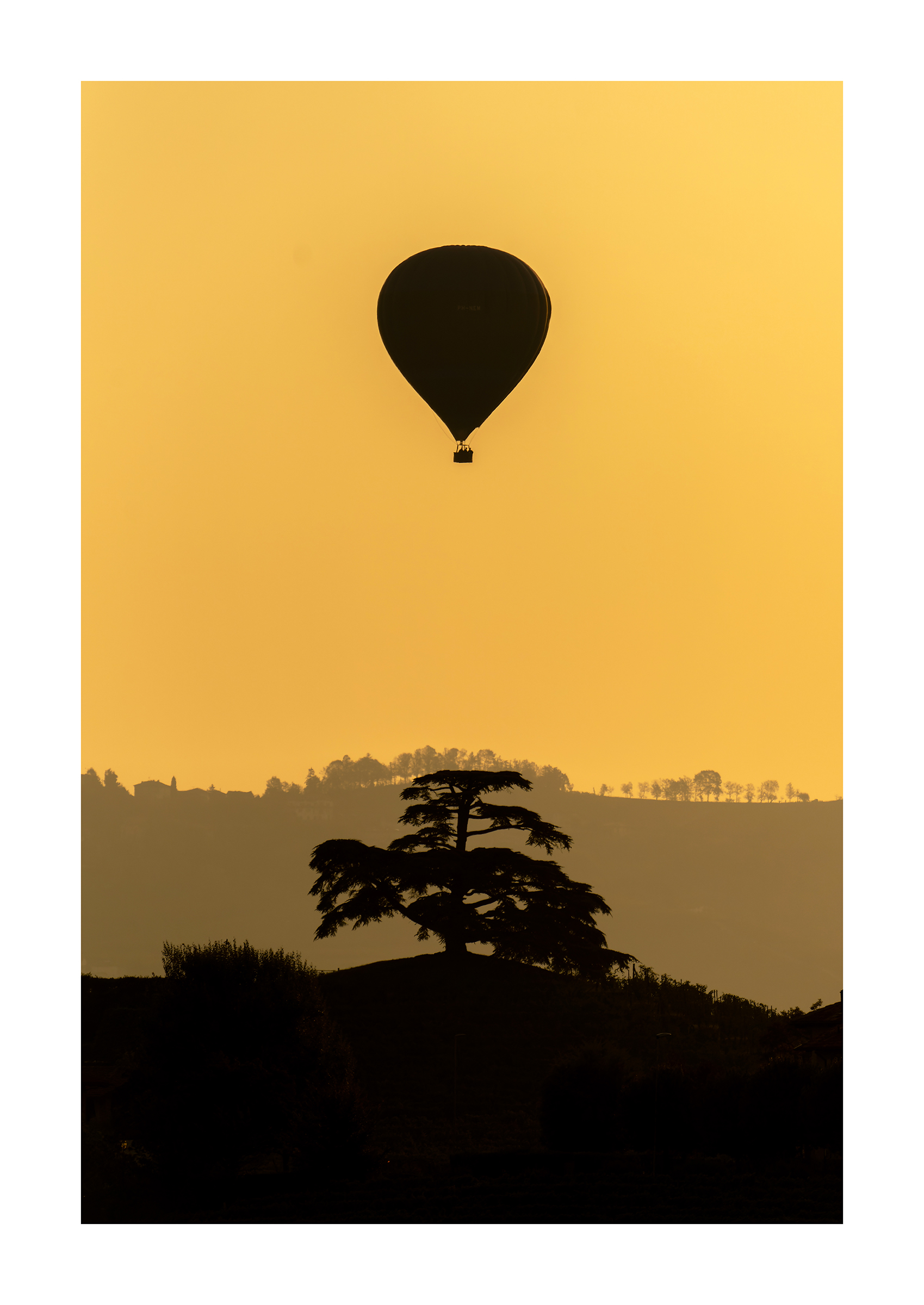 The hot air balloon and the cedar