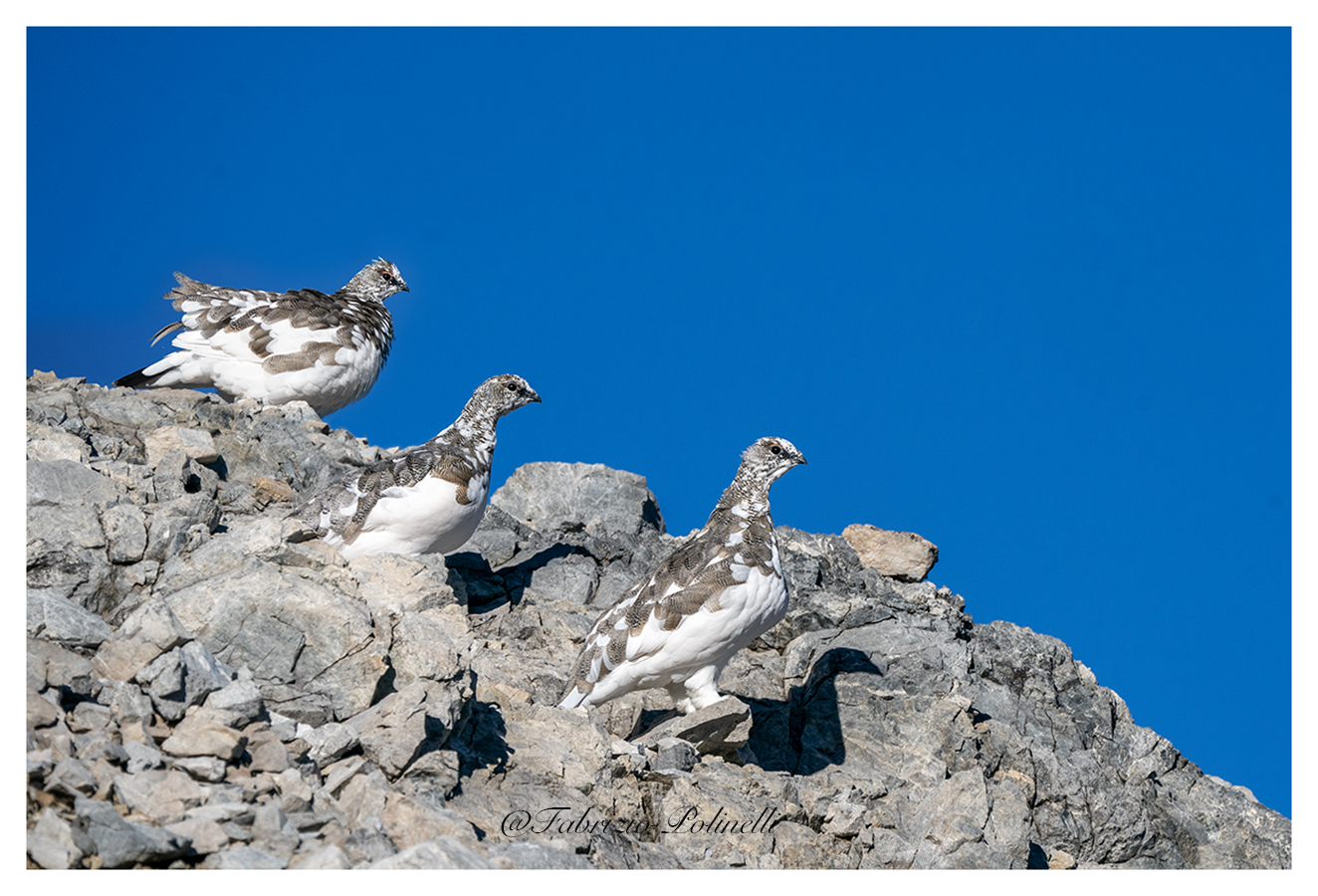 Tre moschettieri....