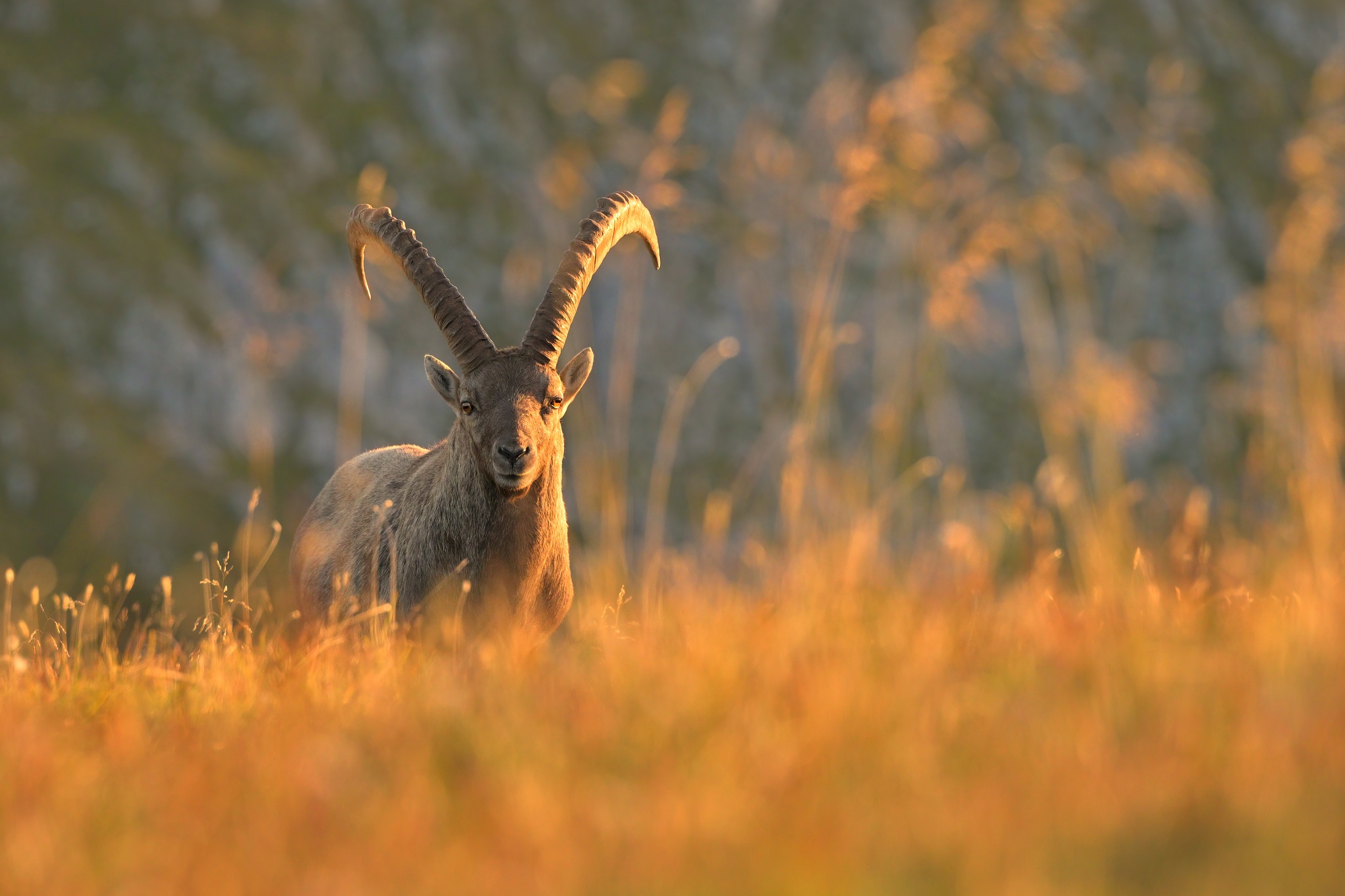 Alpine ibex