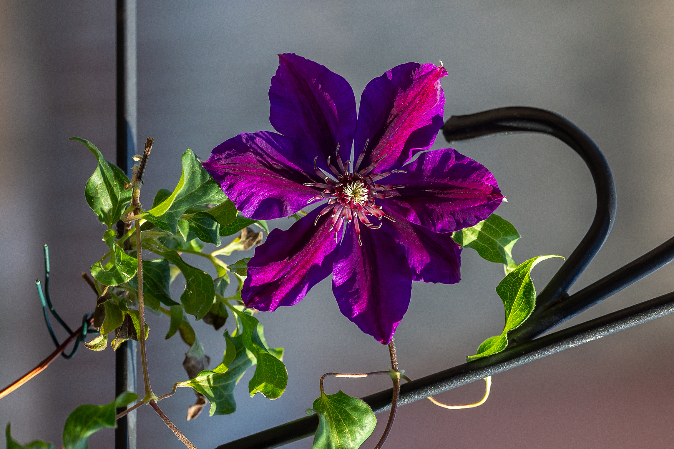CLEMATIS