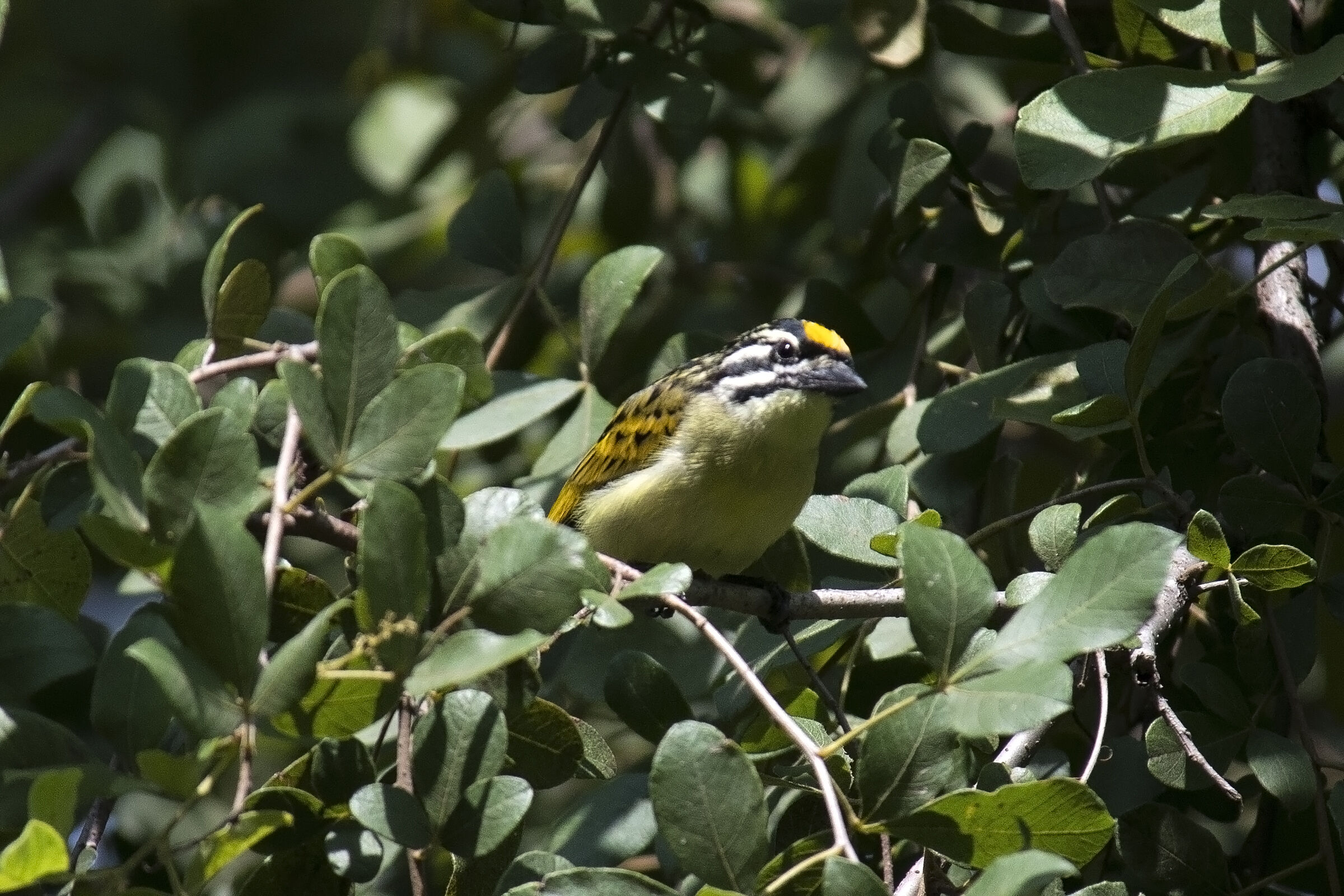 Barbettino frontegialla - Pogoniulus chrisoconus Tinkeb