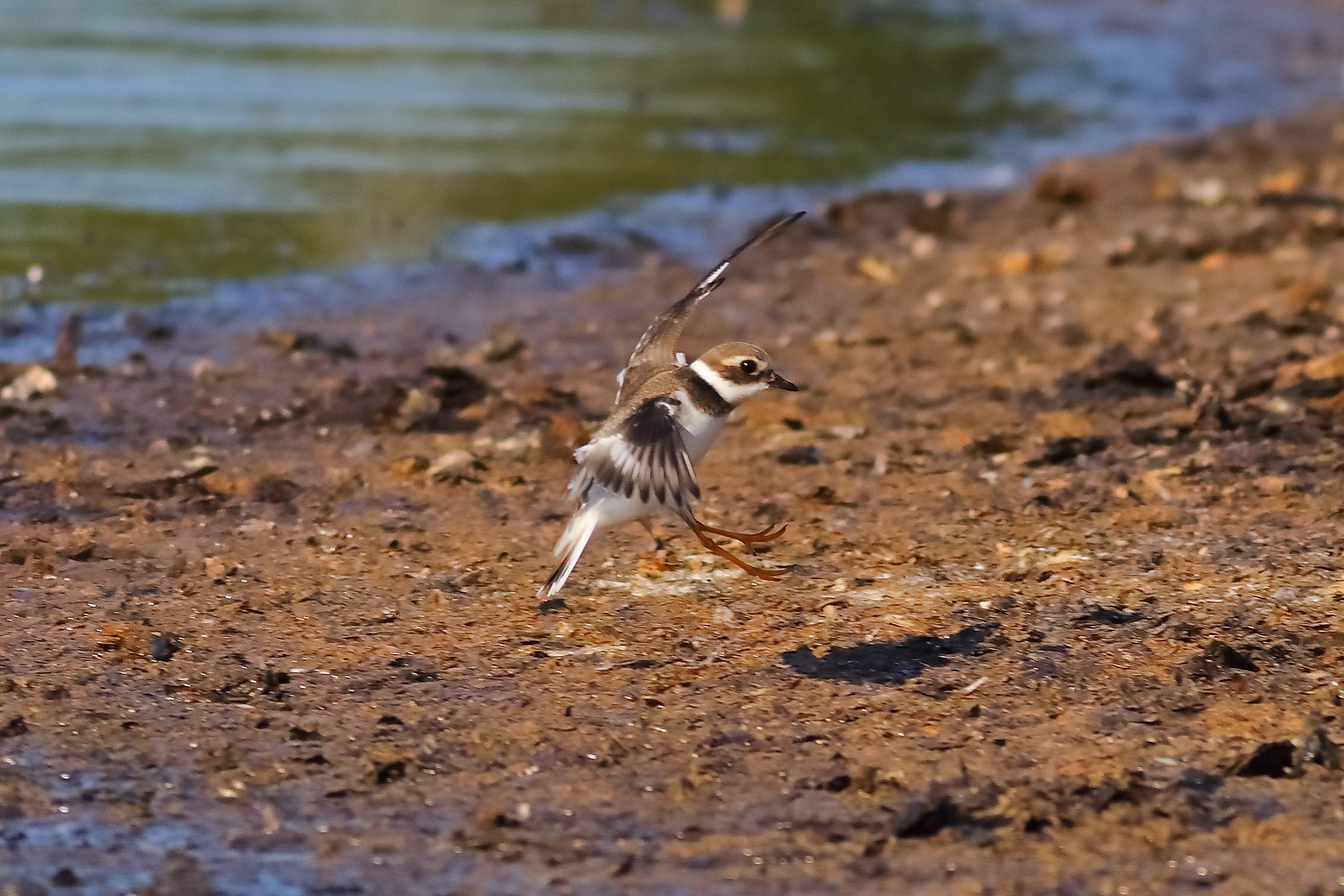 Corriere piccolo 10-09-2023
