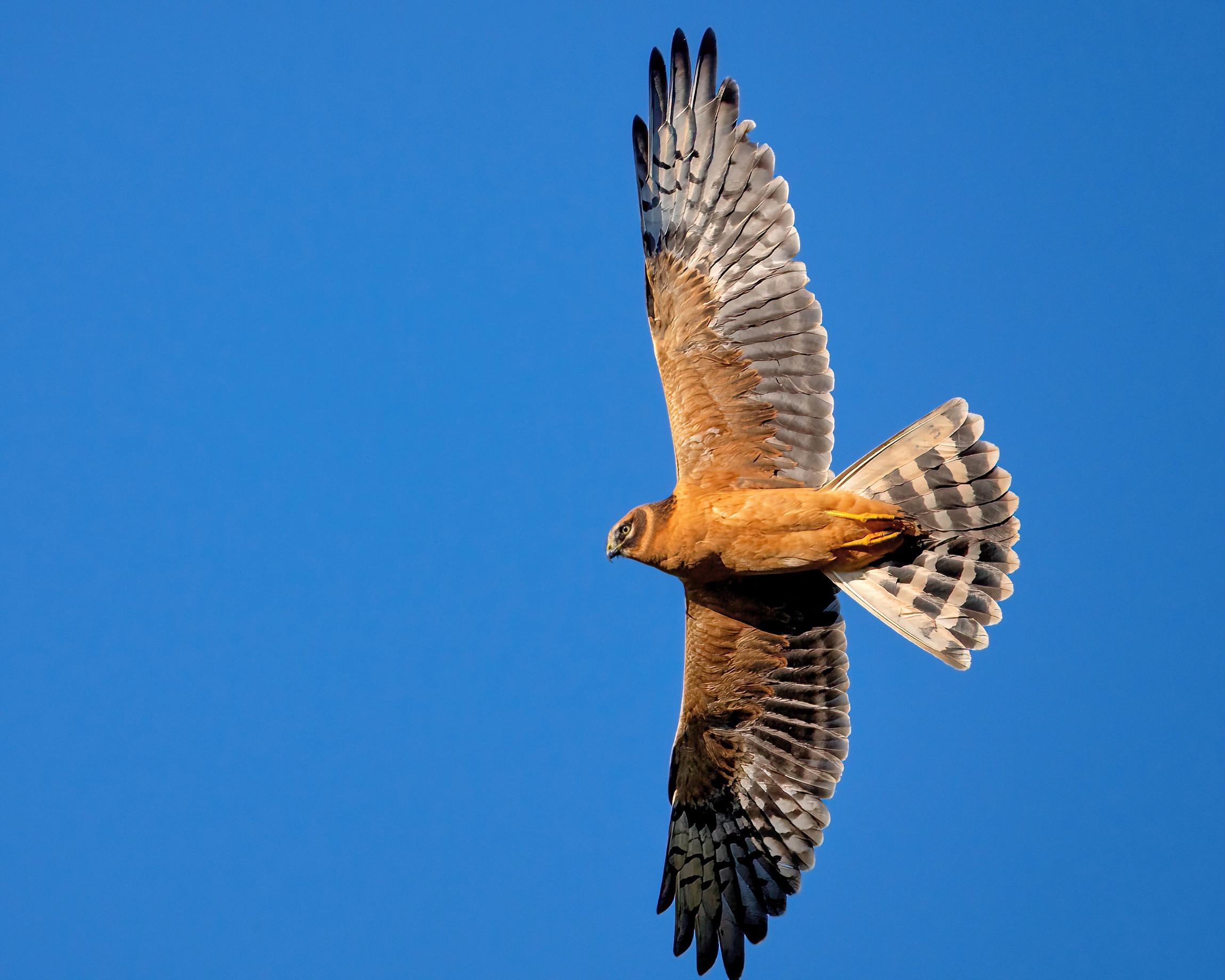 Harrier (Circus pygargus) - female
