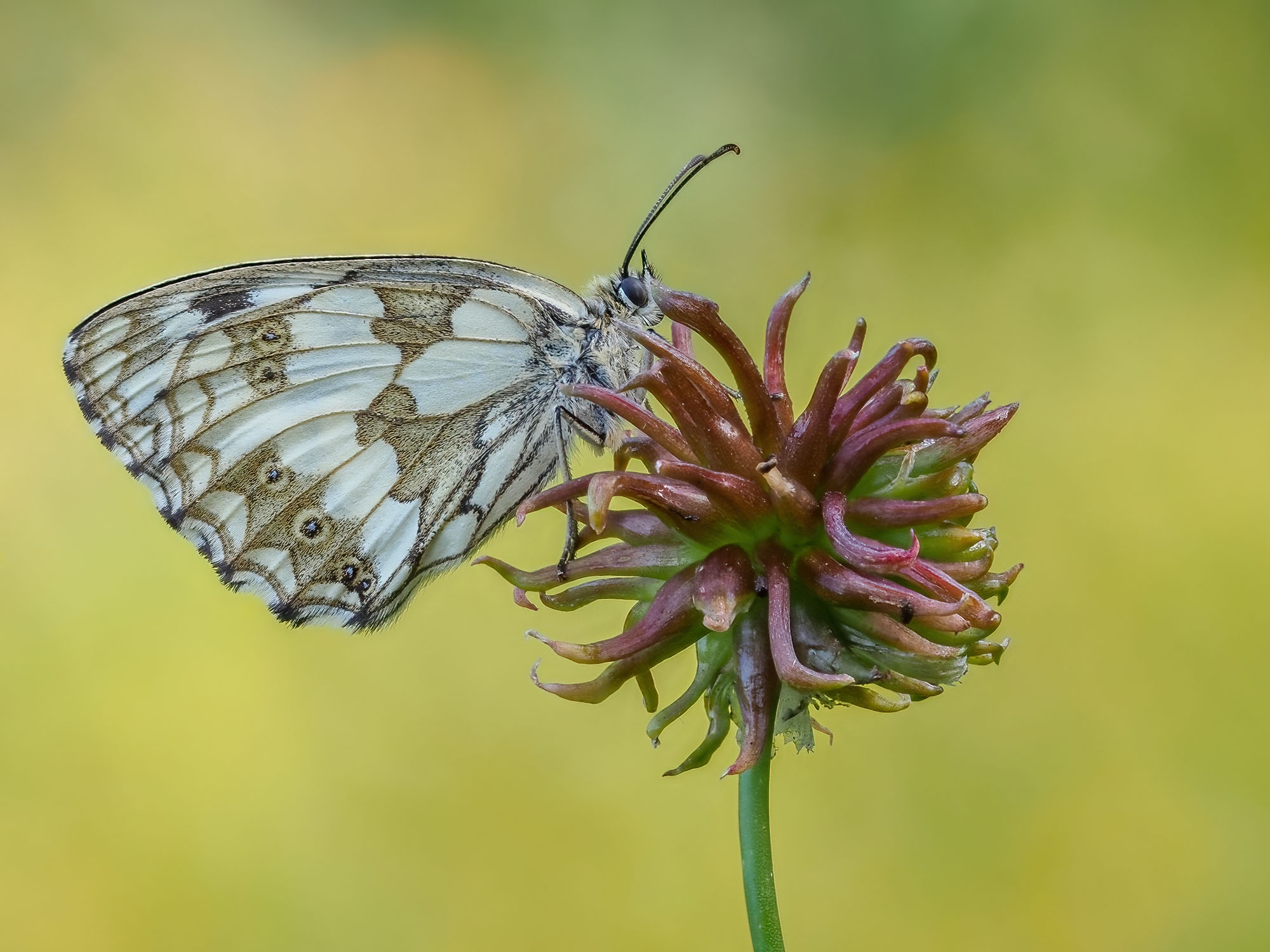 Melanargia galathea