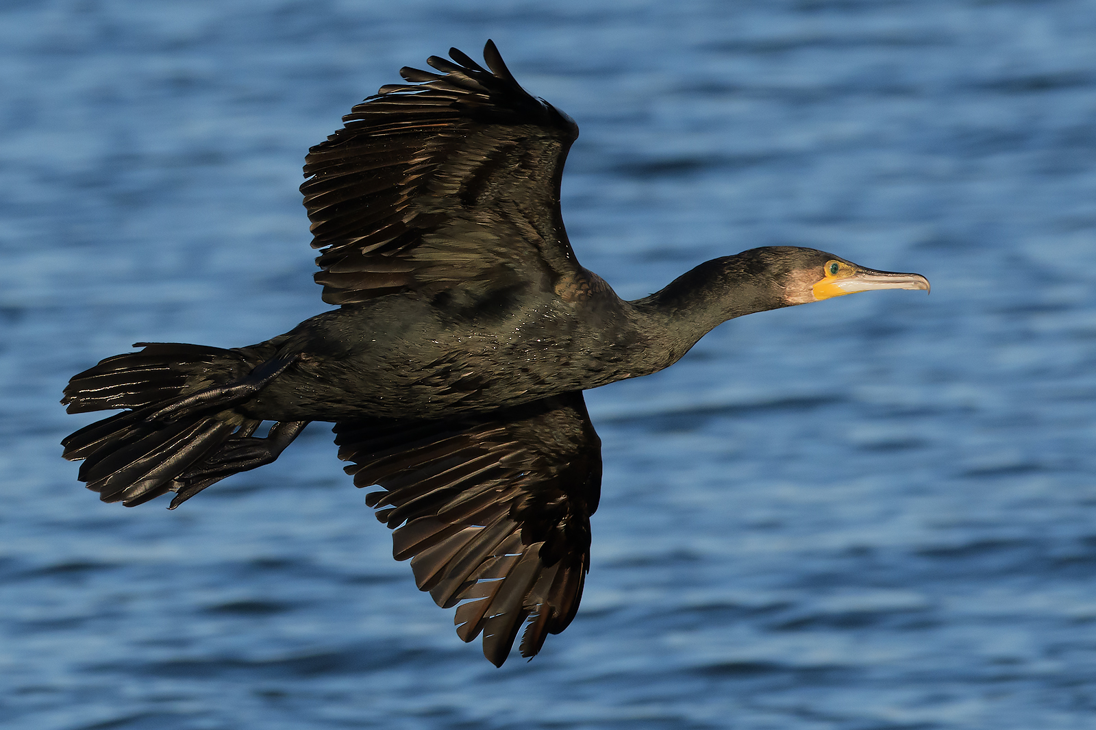 Cormorano.