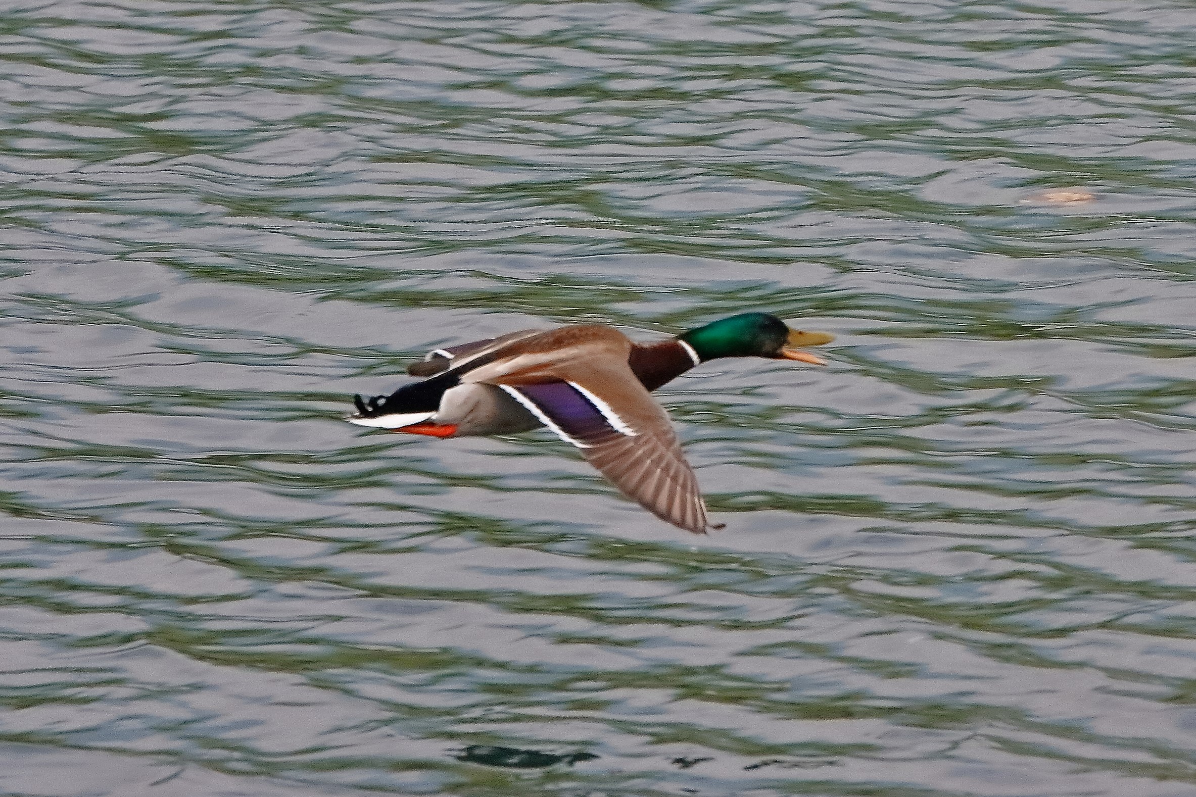 Germano 08 maggio 2023