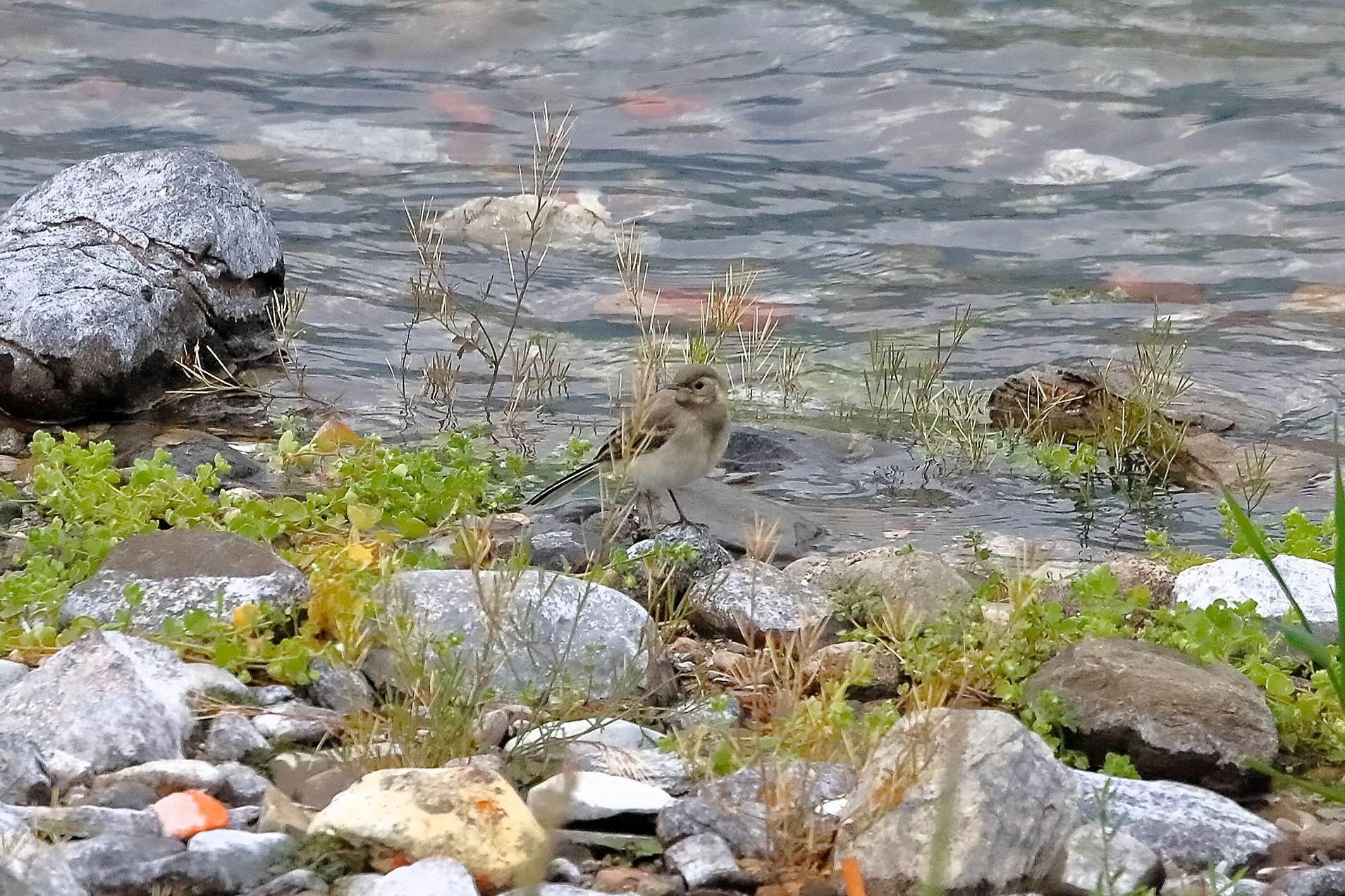 Ballerina 08 maggio 2023