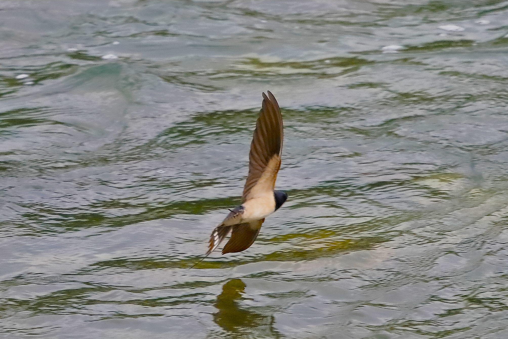 Rondine 08 maggio 2023