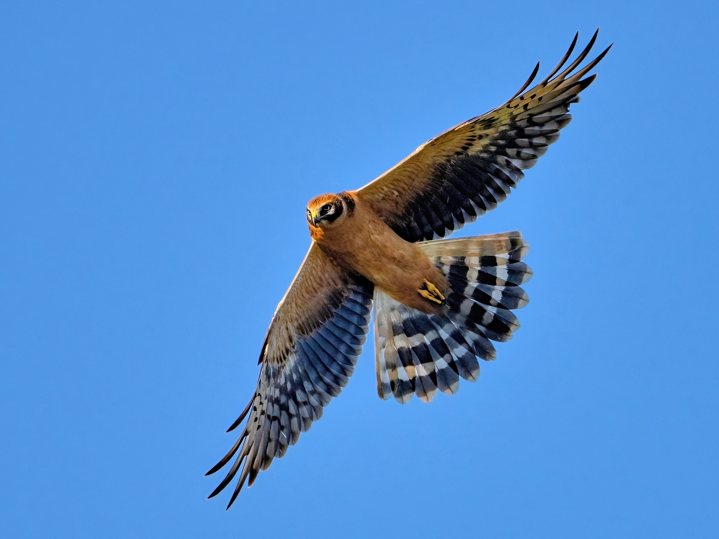 Harrier (Circus pygargus)