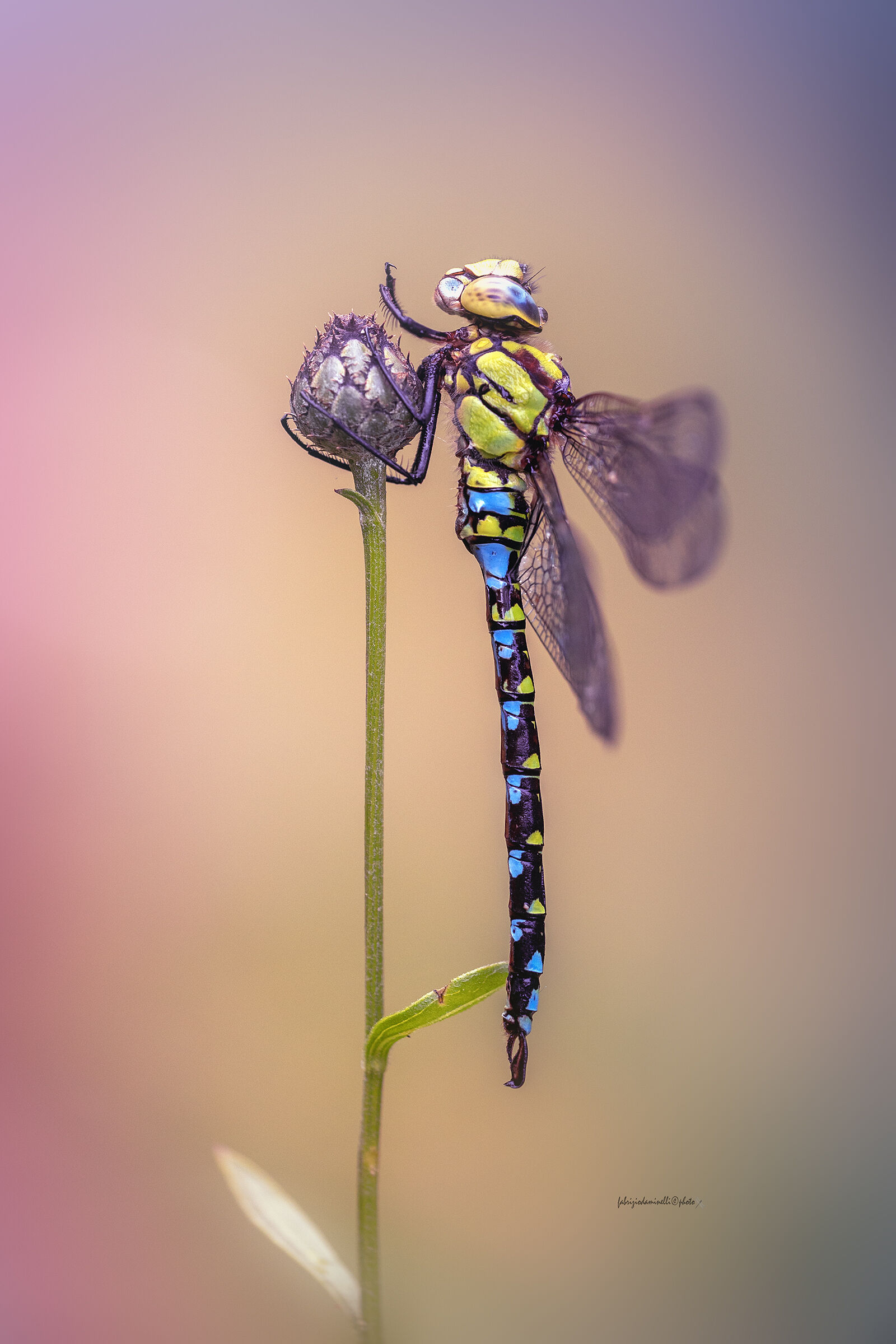 Aeshna cyanea - male