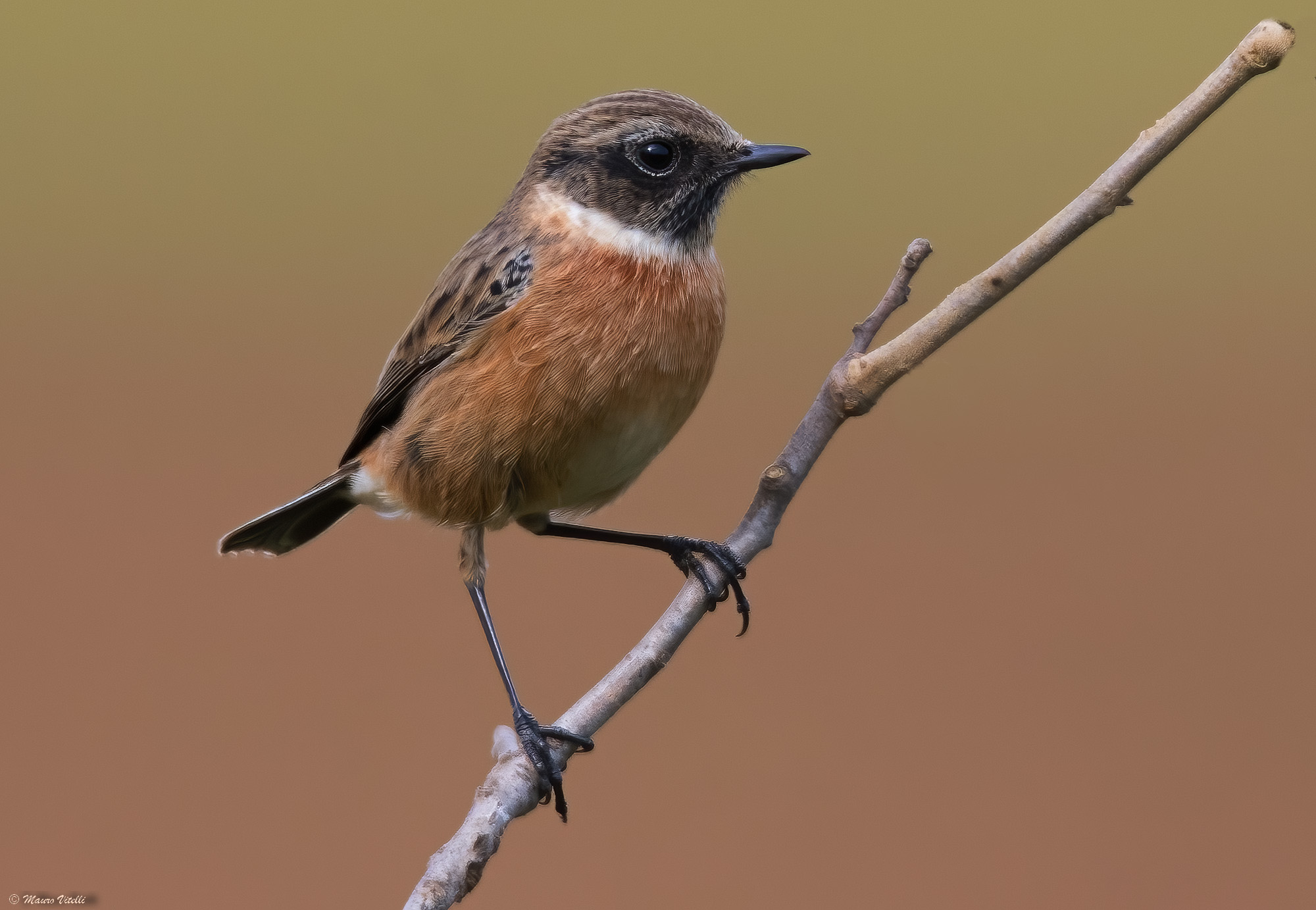 Saltimpalus (Saxicola torquatus)