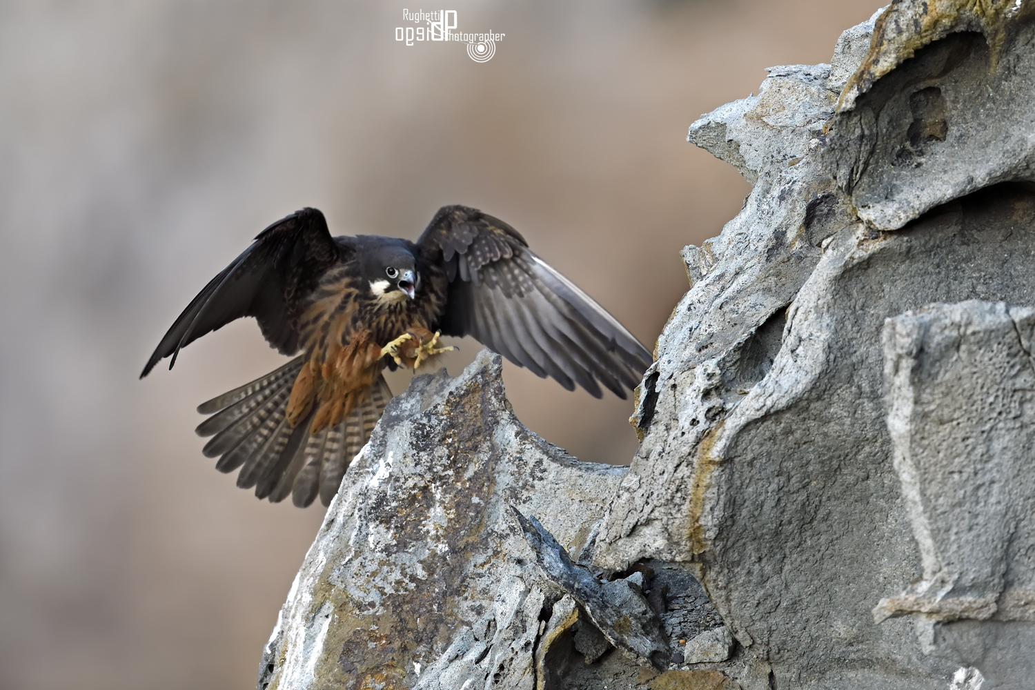 Queen's Falcon