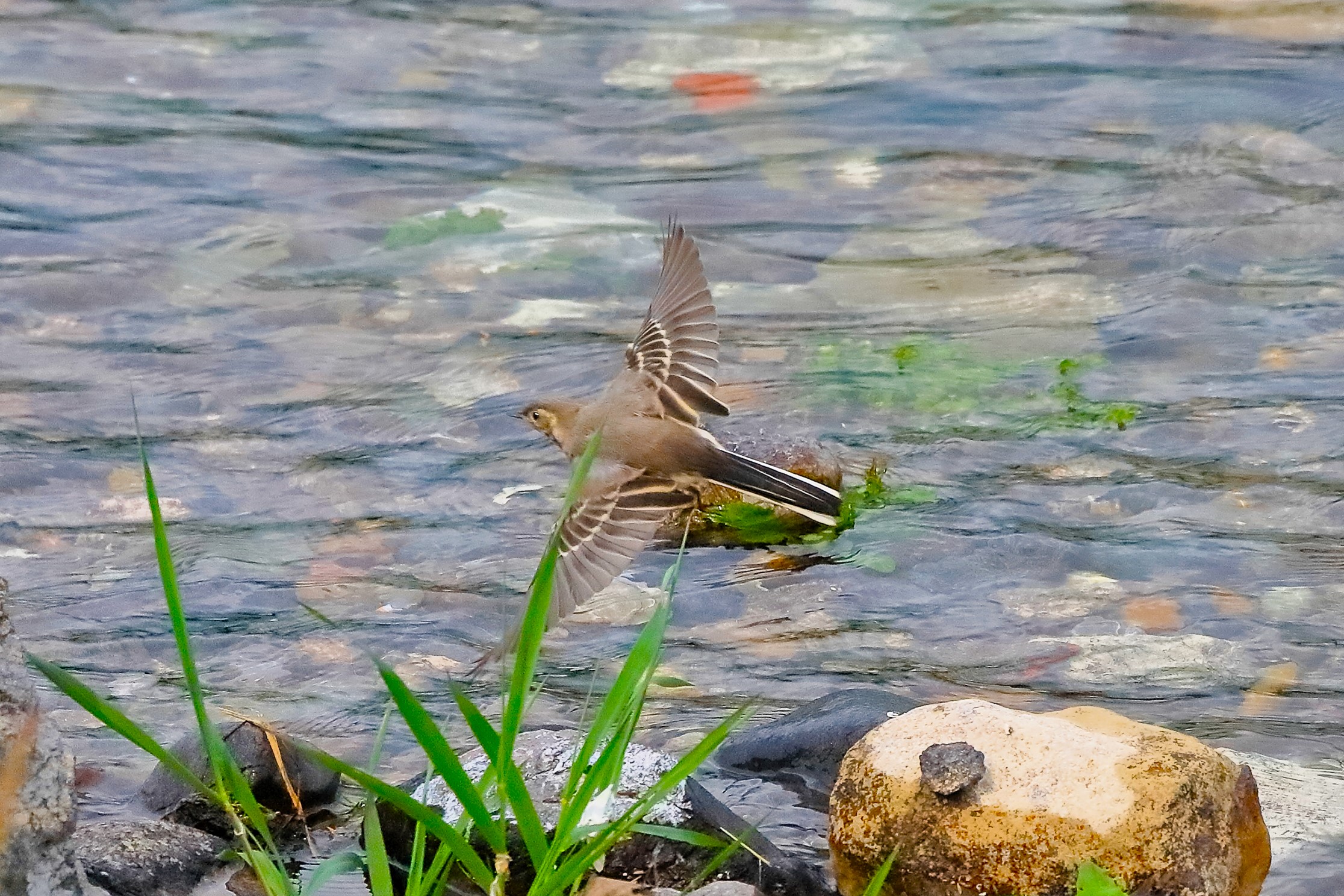 Ballerina 08 maggio 2023