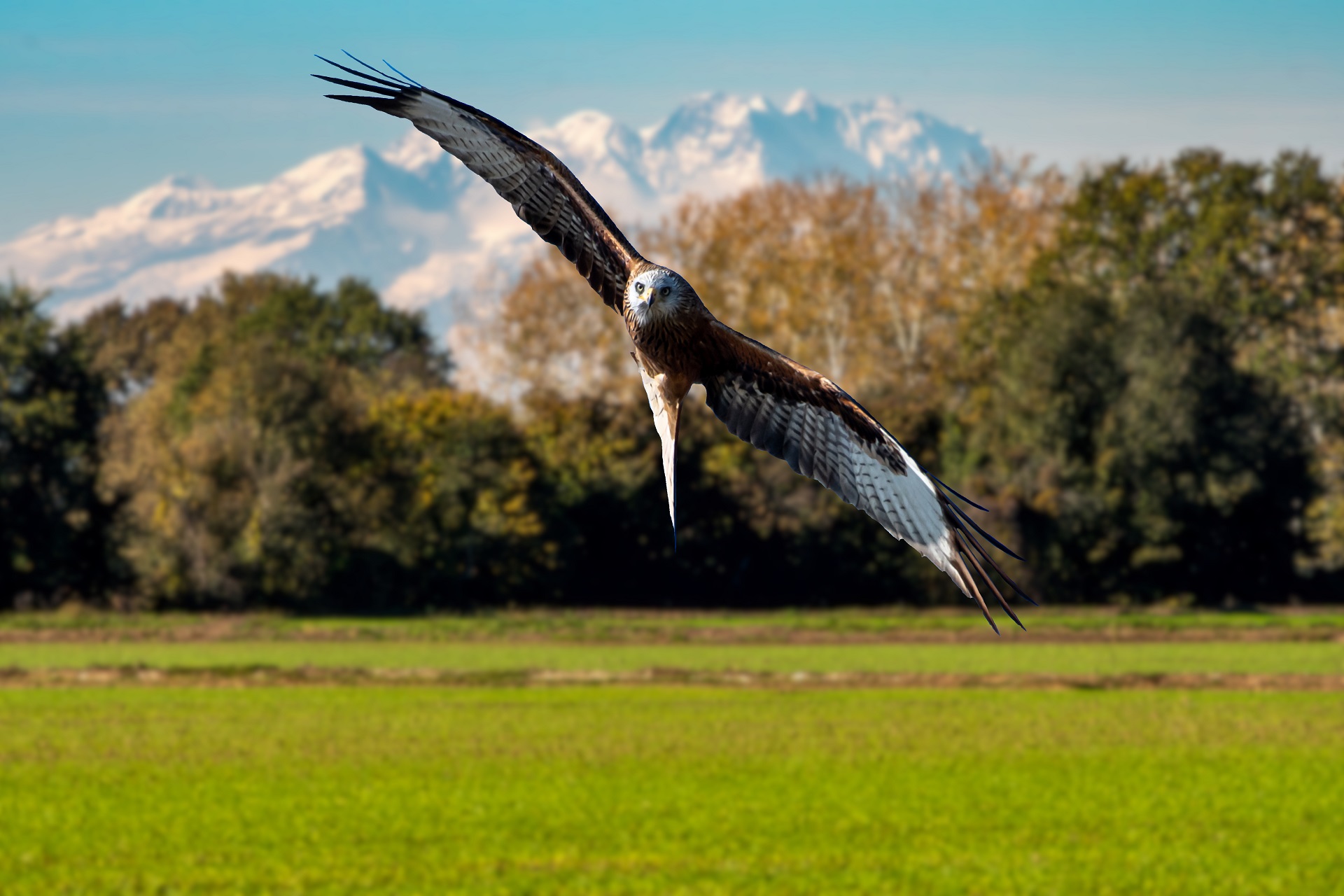 Nibio with Monte Rosa