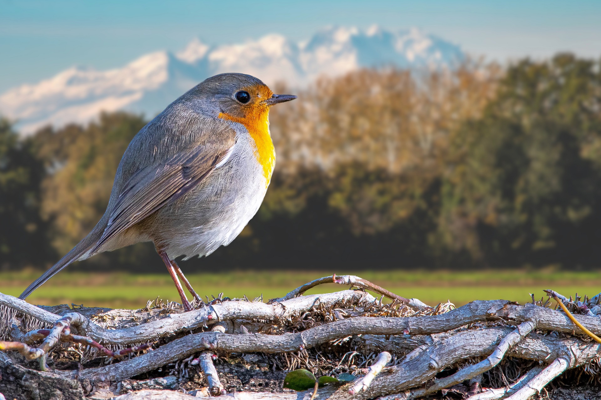 Robin with Monte Rosa