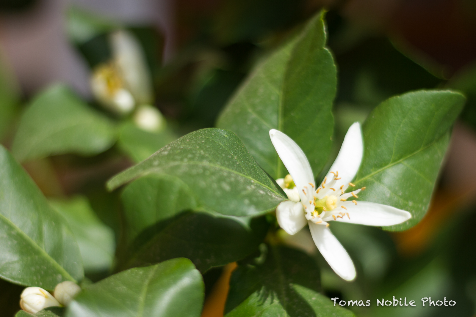 Lemon flower