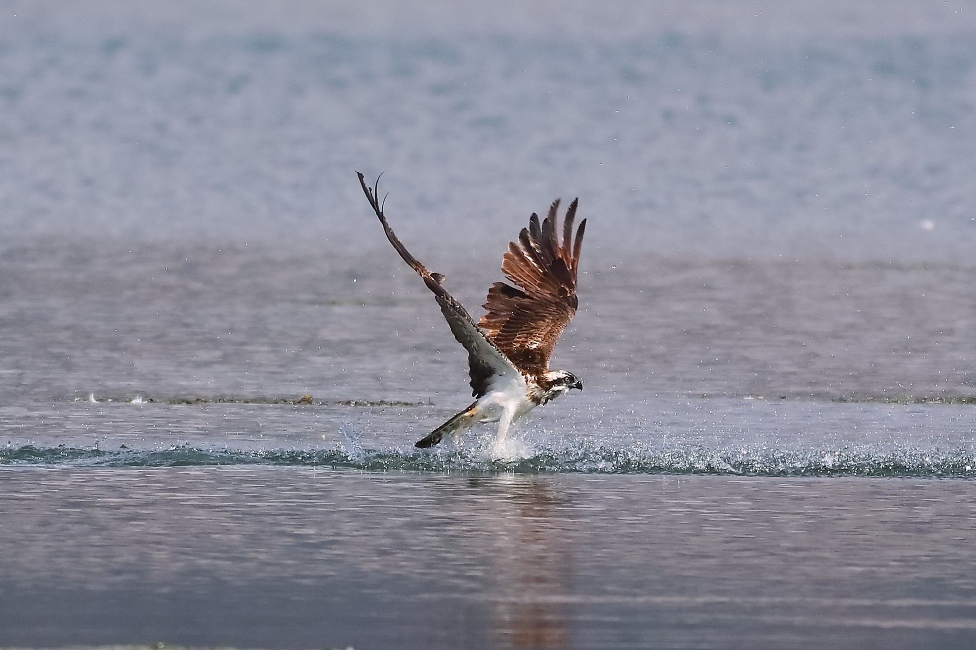 Falco pescatore 01-09-2023 - 443