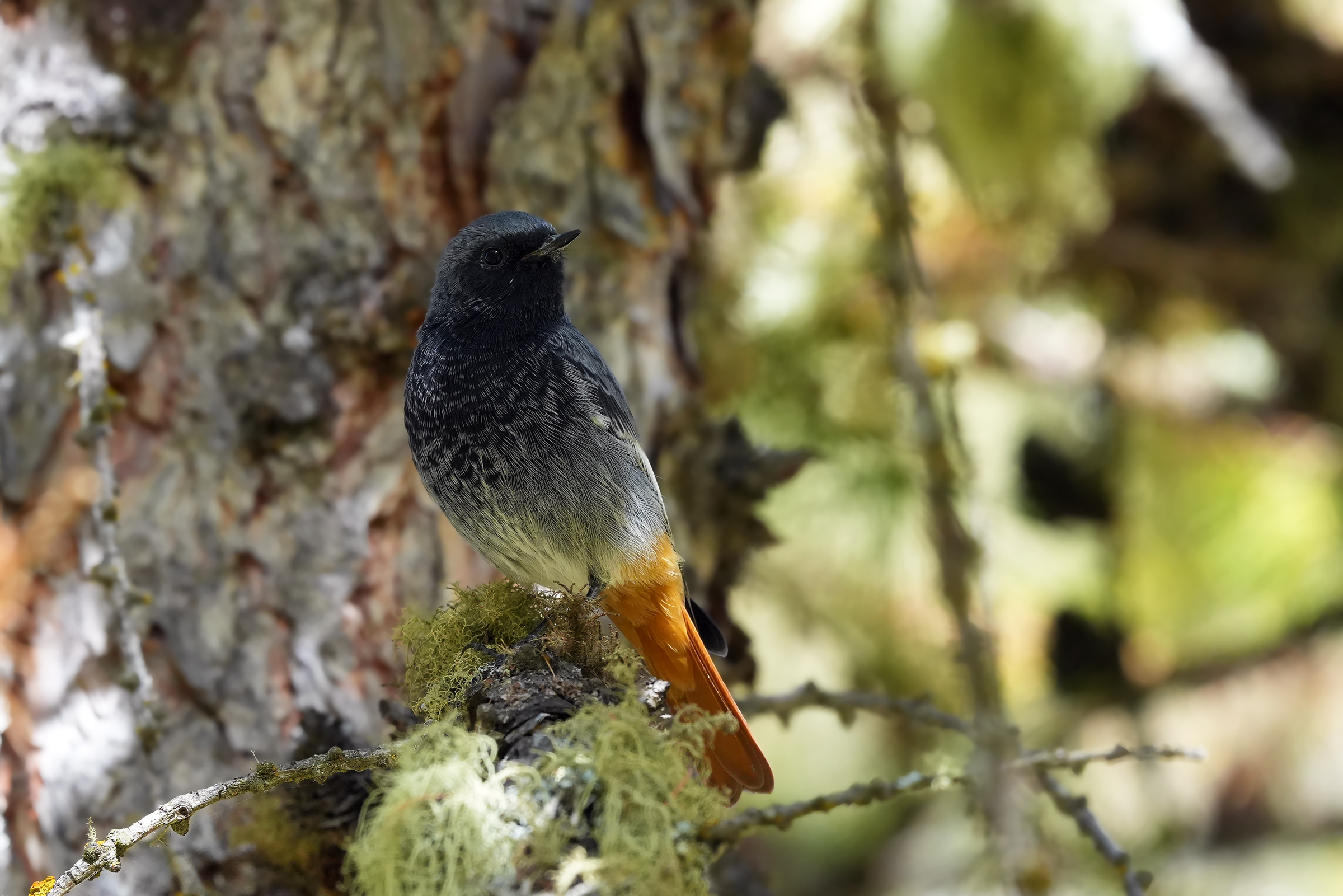 black redstart