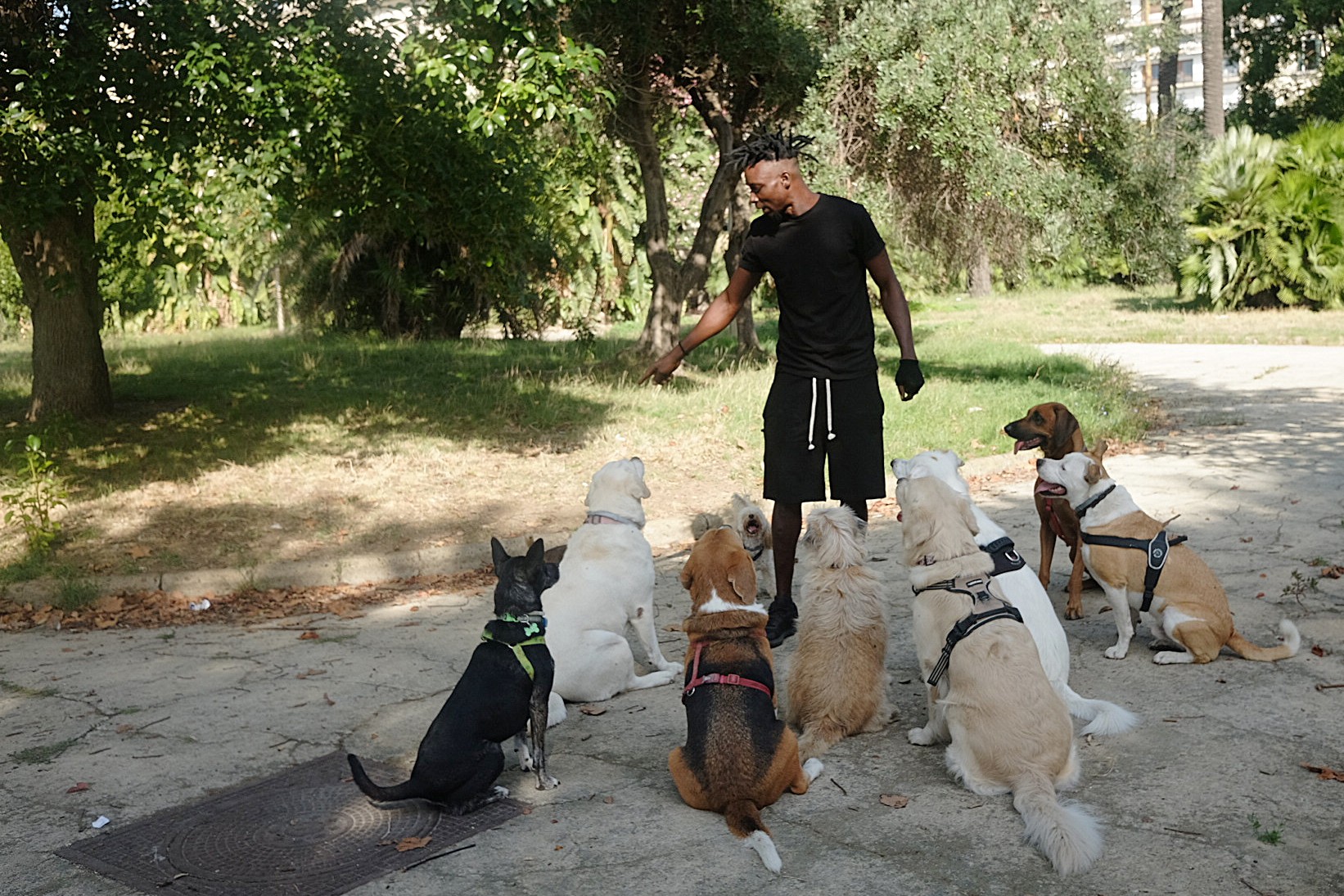 Dogsitter and the Aristocans