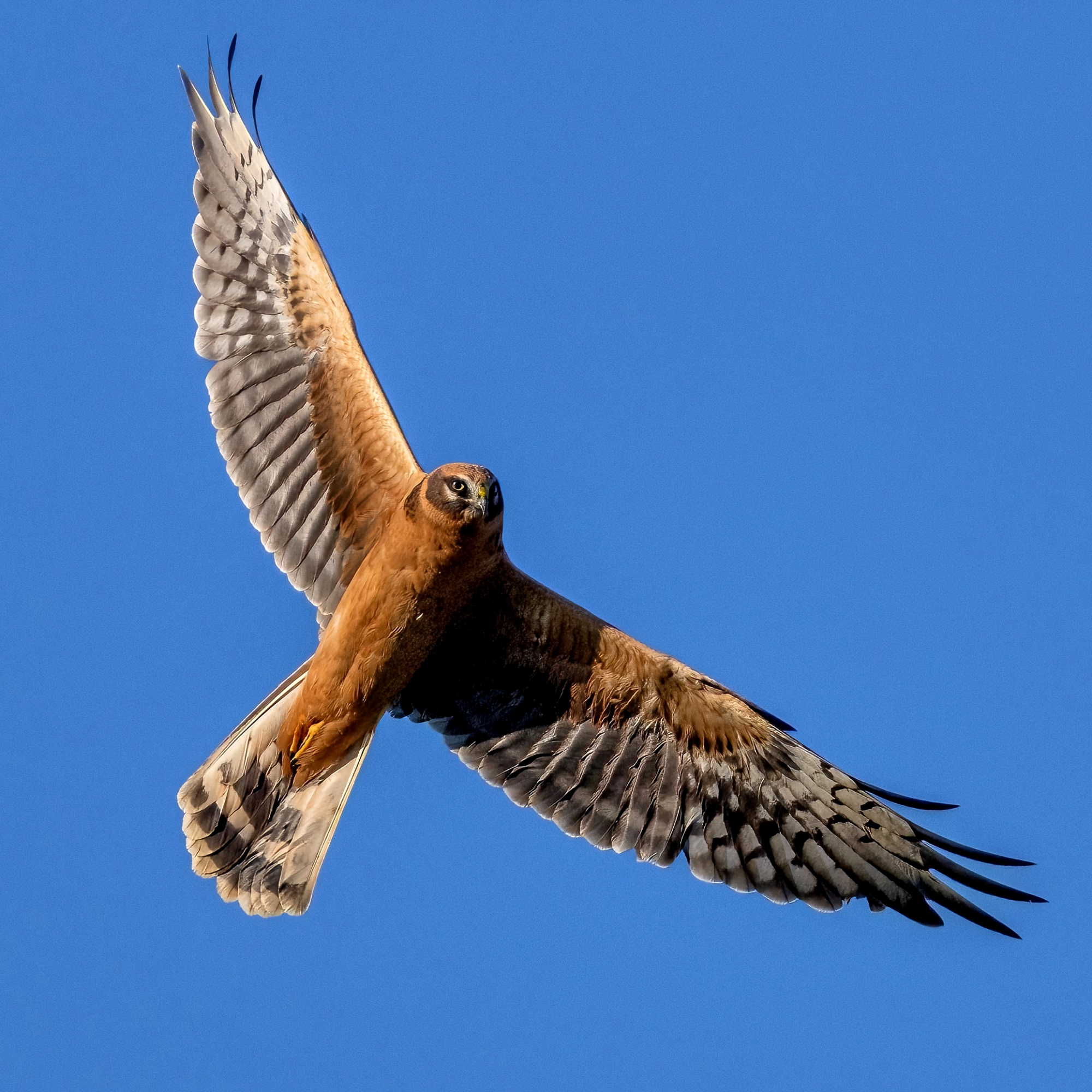 Pale harrier (Circus macrourus)