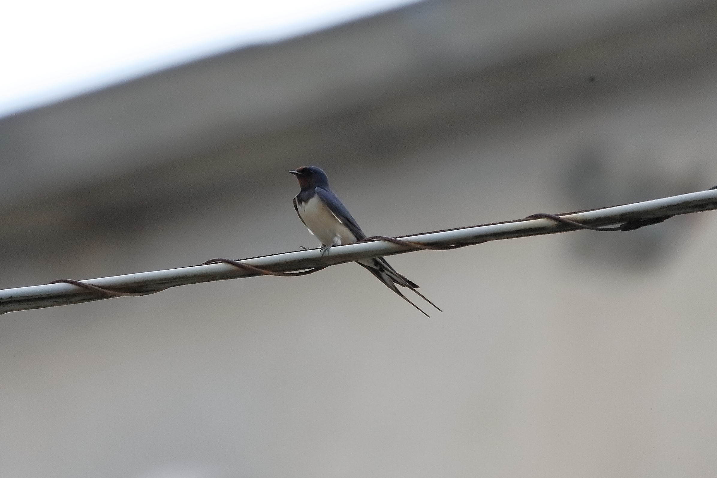 Rondine 08 maggio 2023