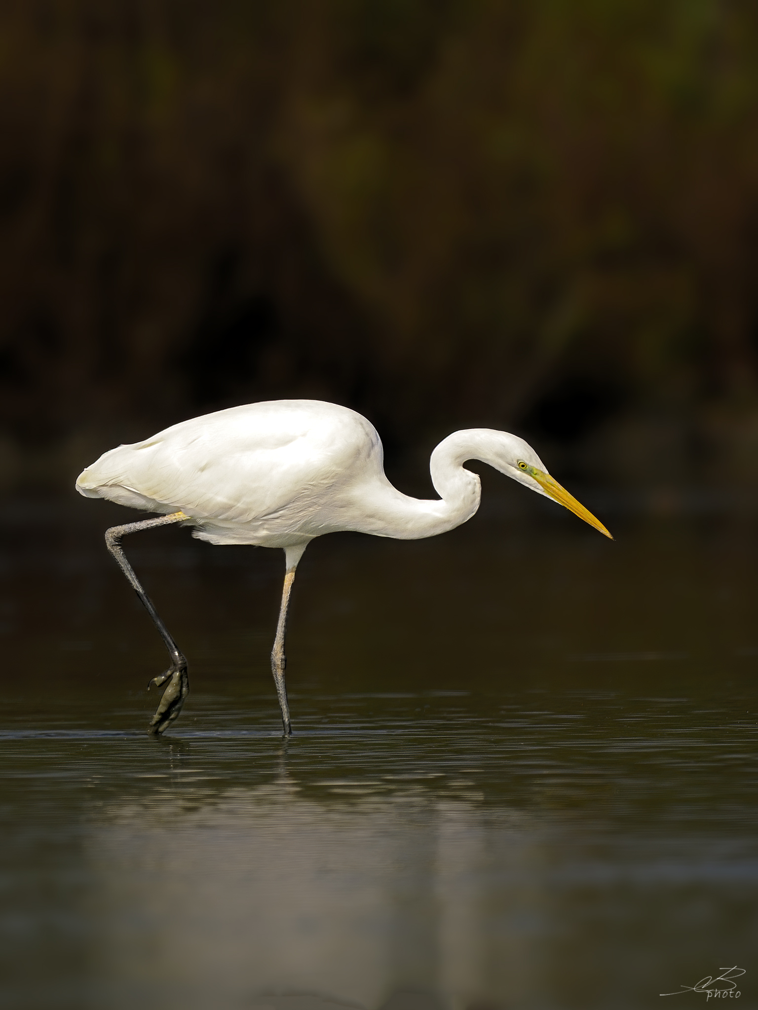 Great white heron