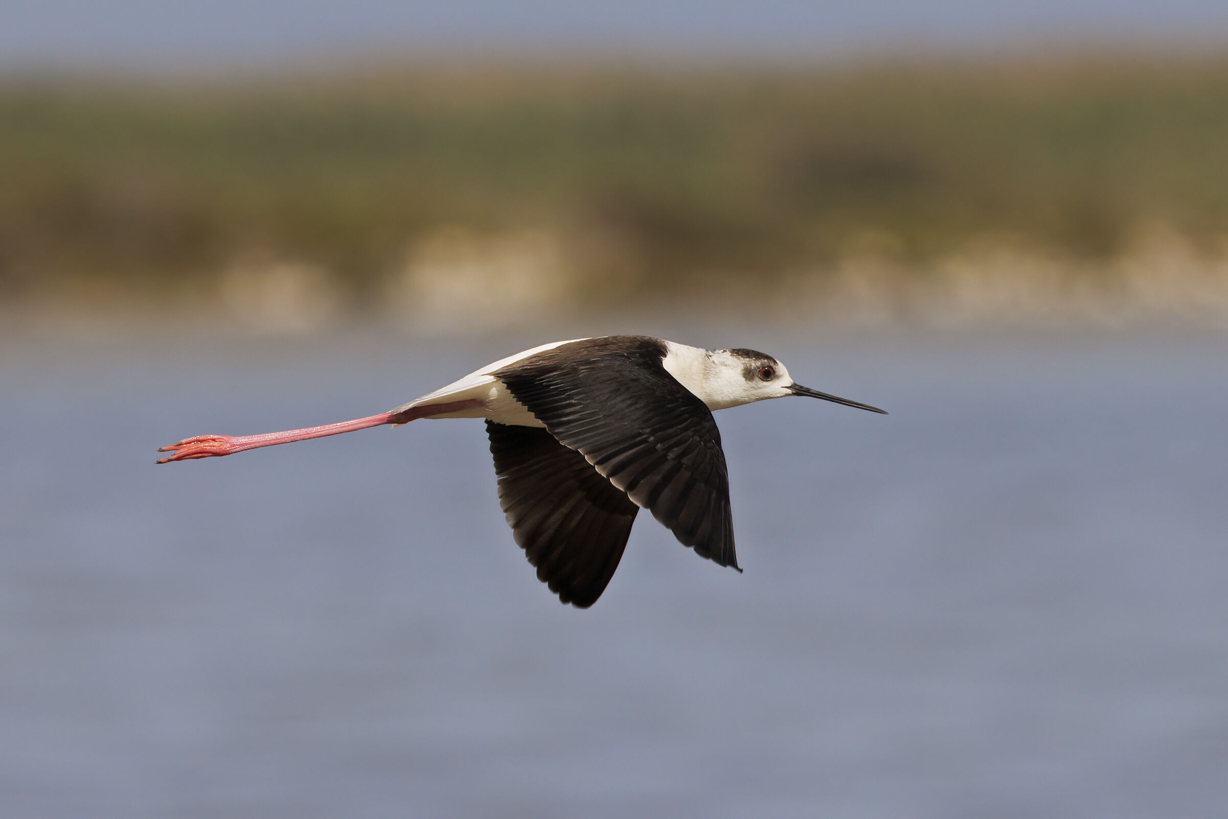 Il volo del Cavaliere