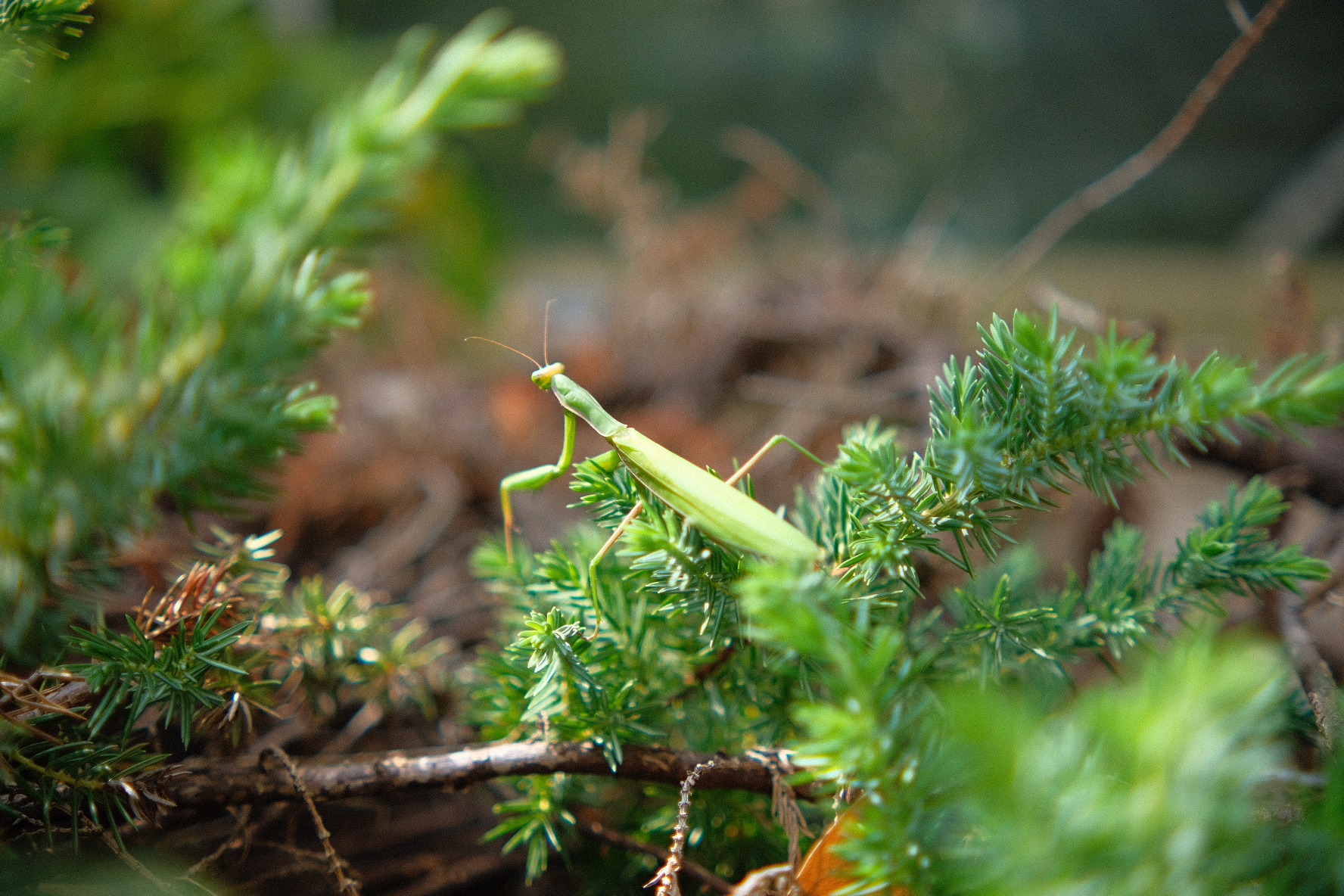 Praying mantis