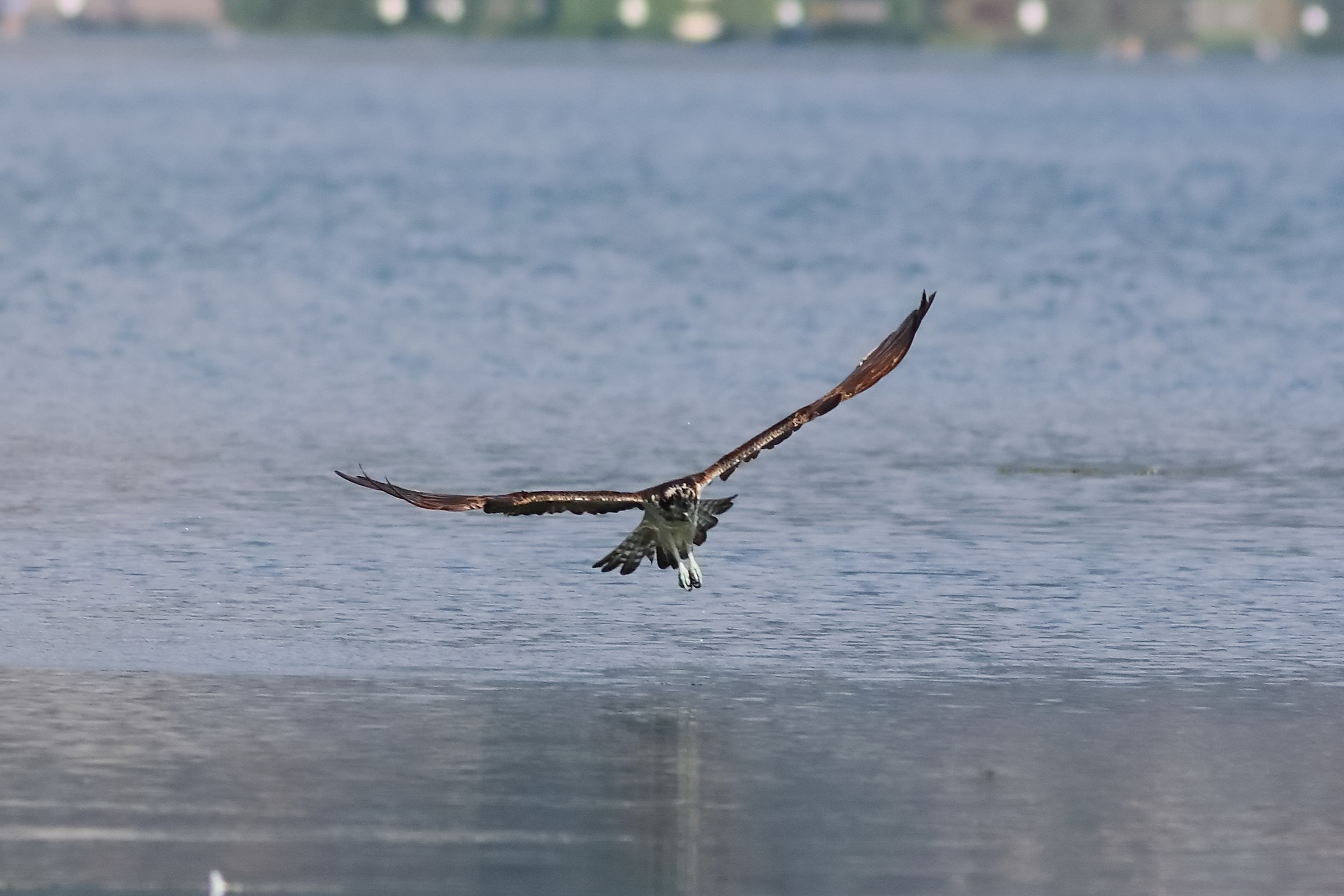 Falco pescatore 01-09-2023