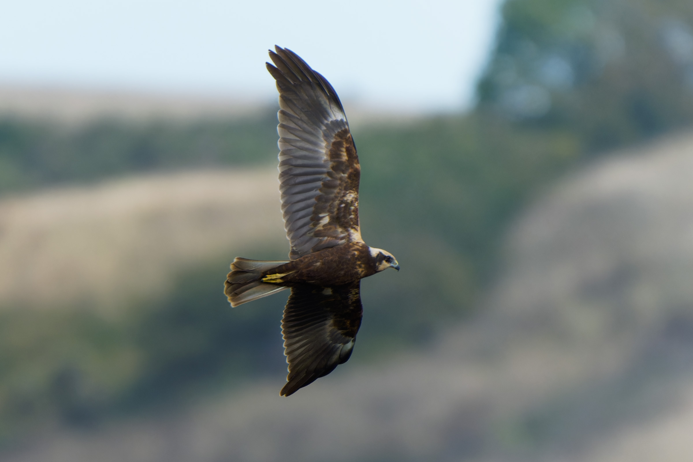 Falco di palude ambientato