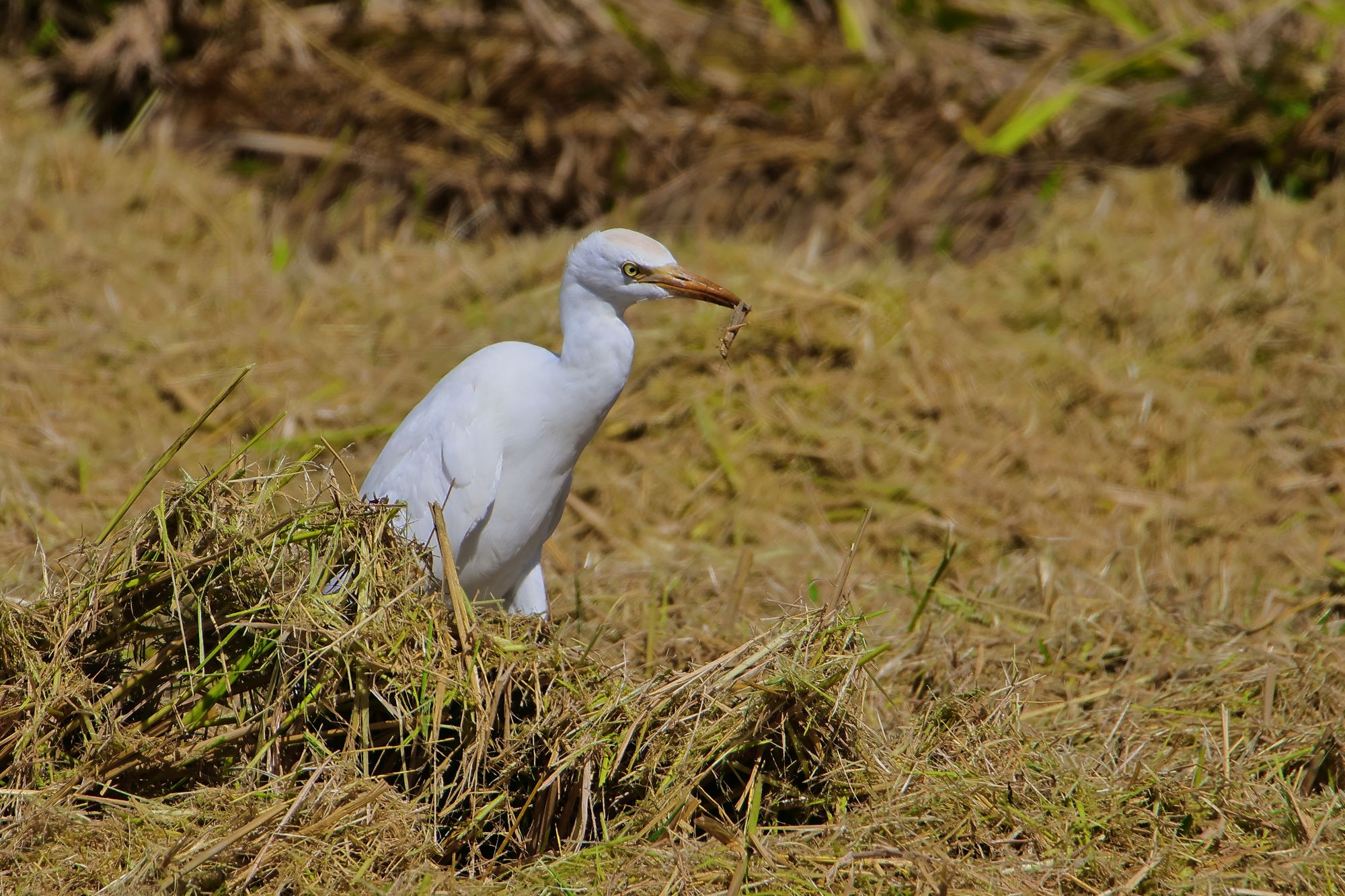 Guardabuoi con cavalletta