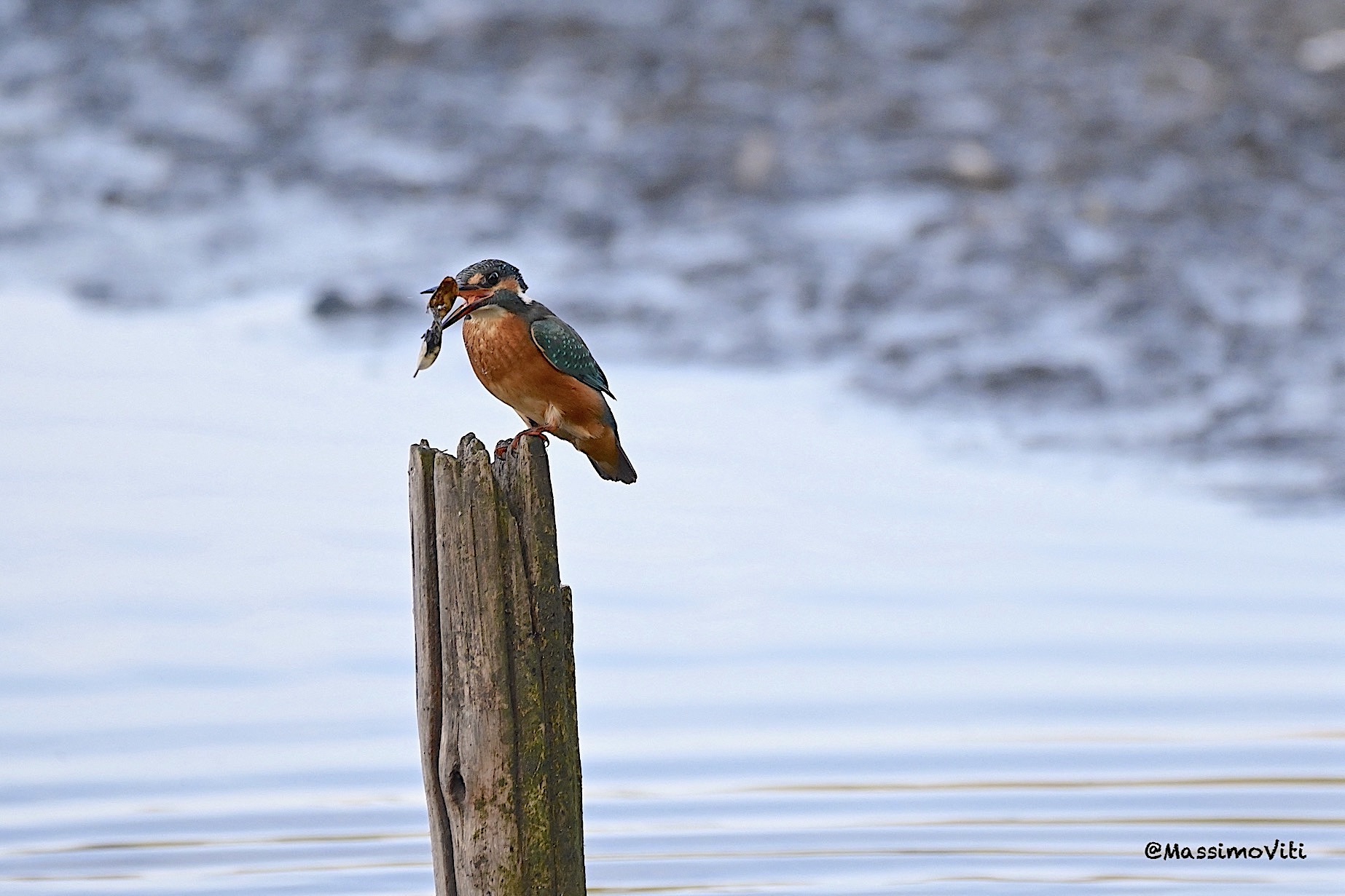Presa - Kingfisher