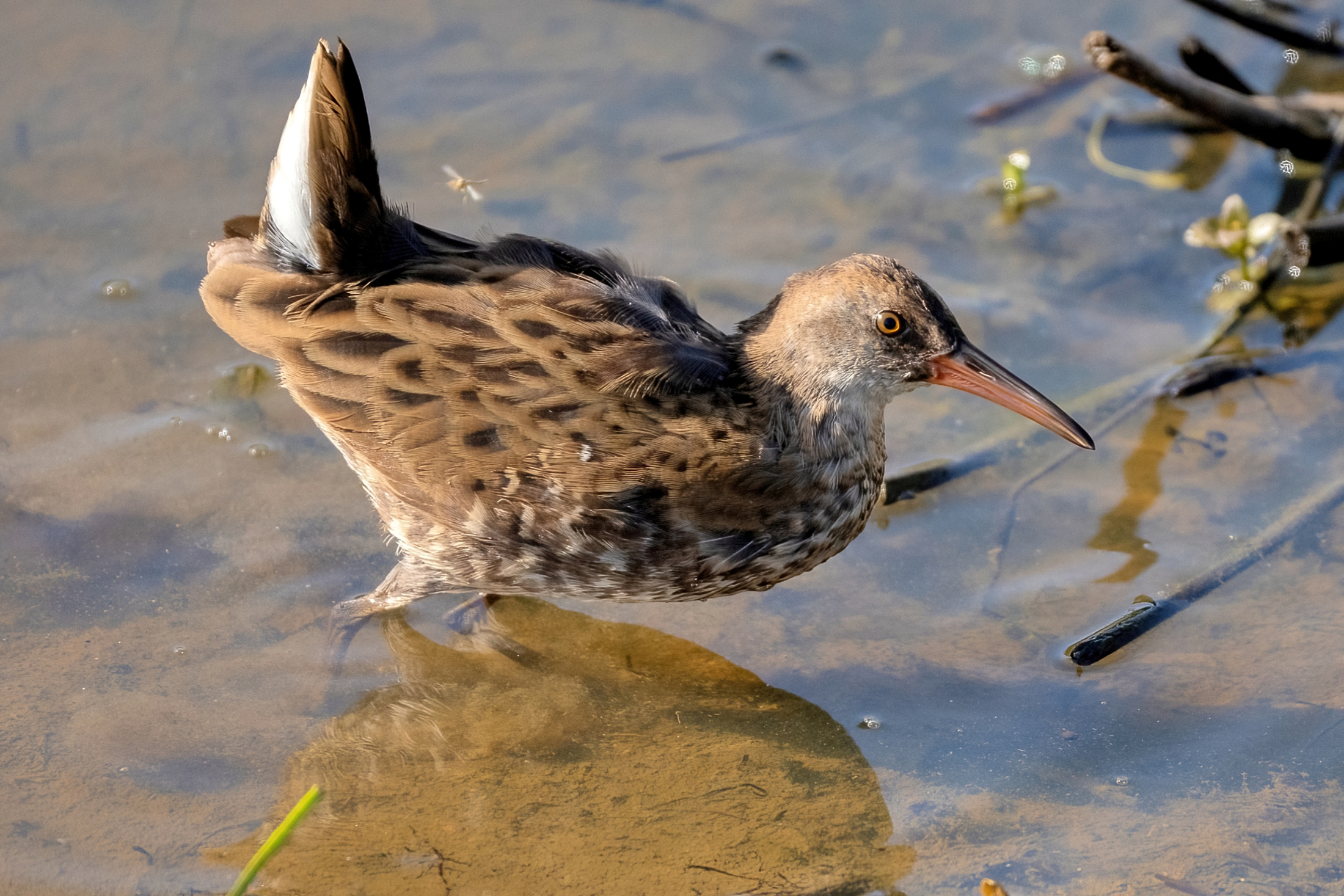 Porciglione (Rallus aquaticus)