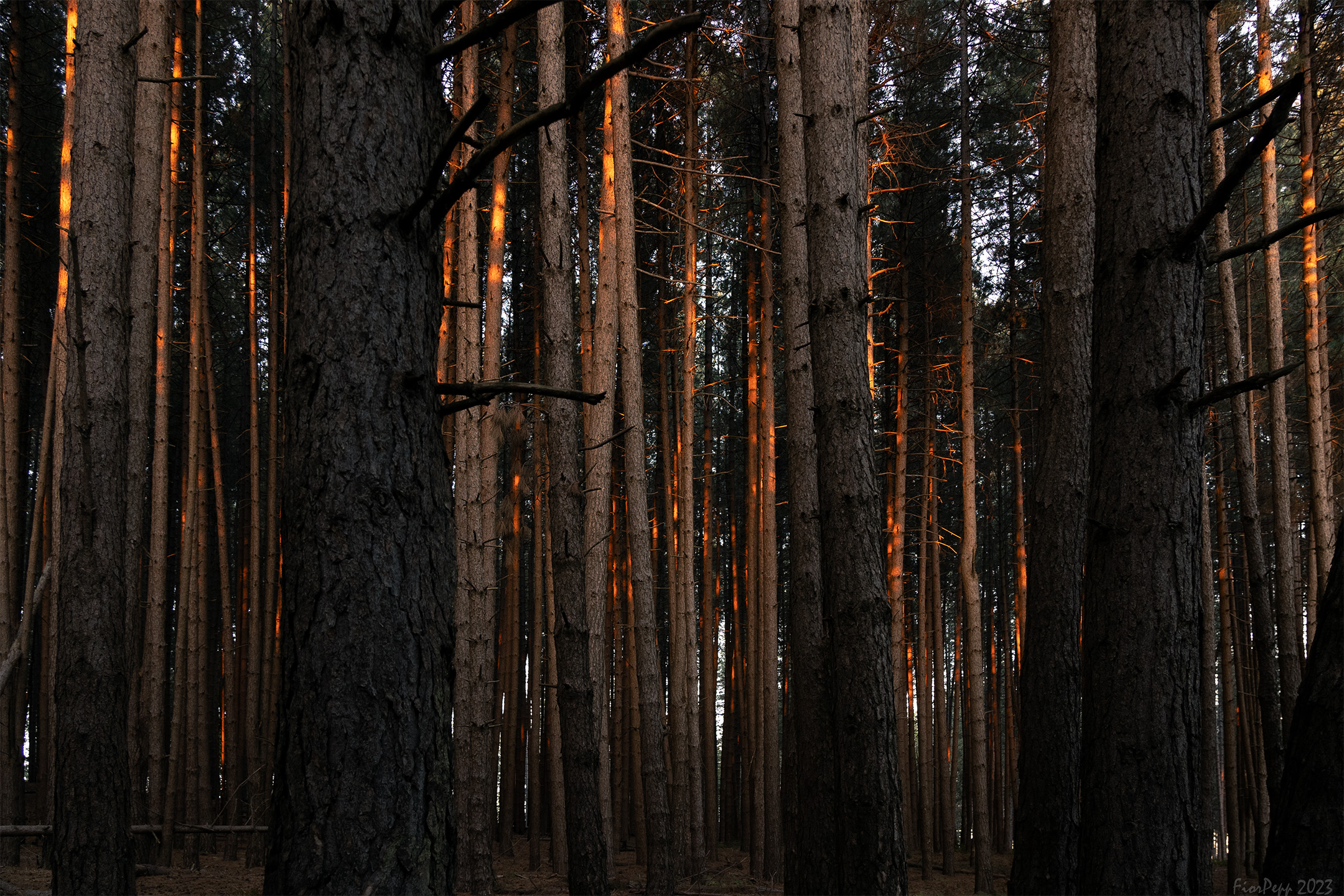 Reflections of light at sunset