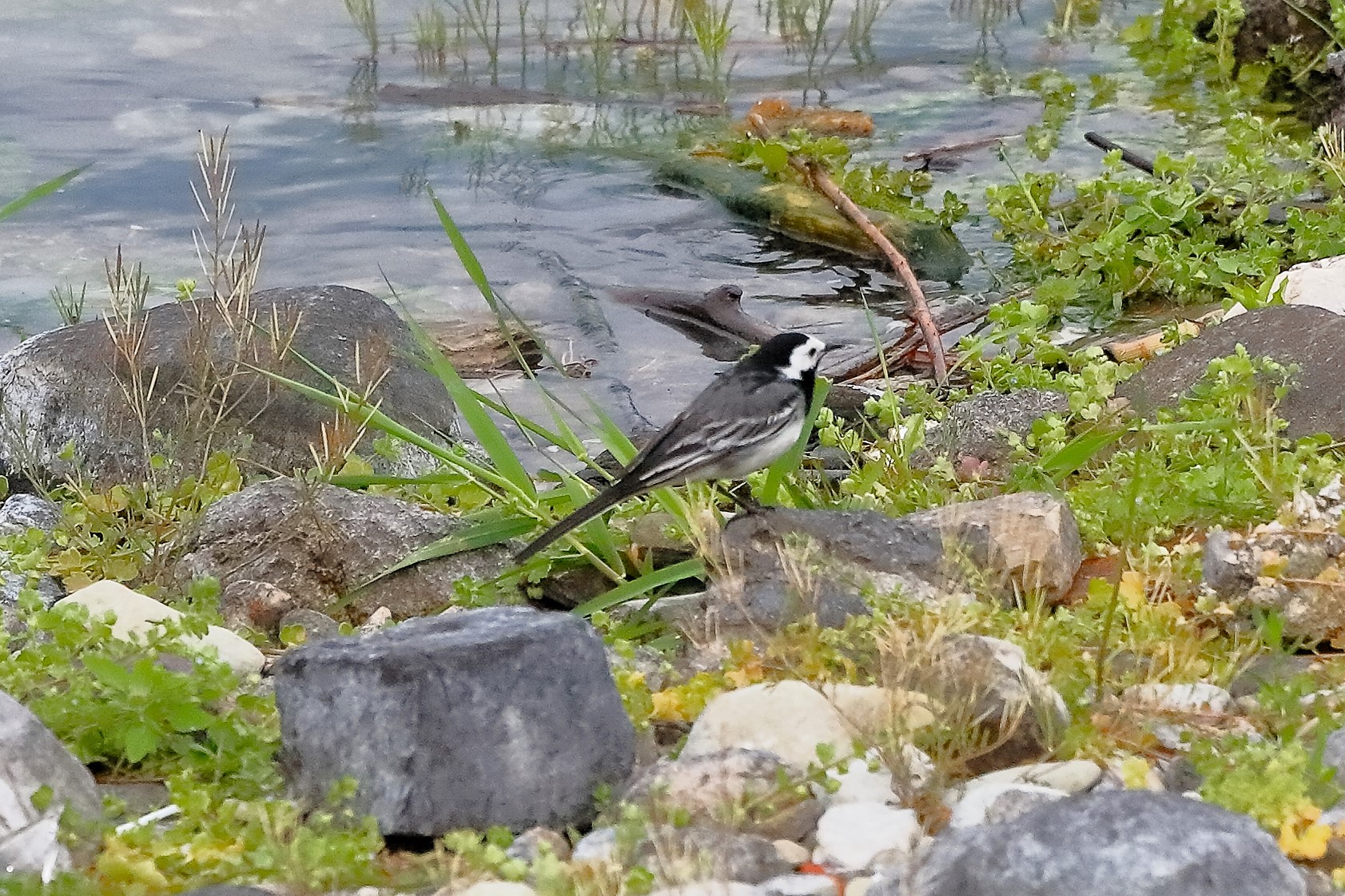 Ballerina 08 maggio 2023