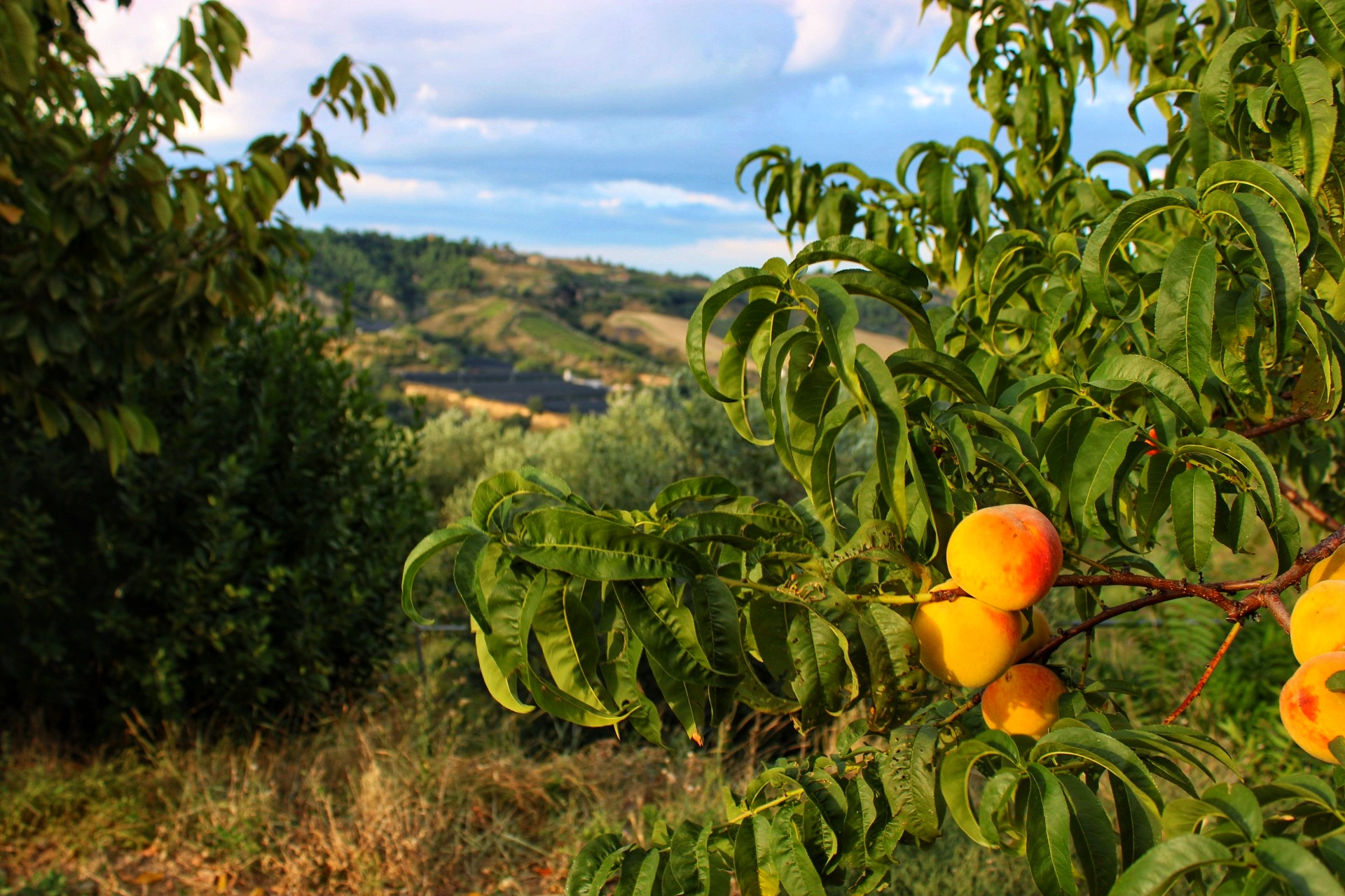 Landscape