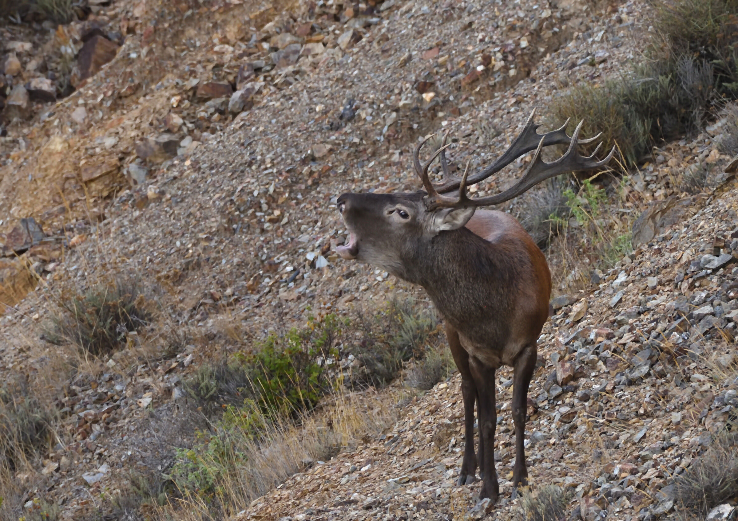 The bellowing of the Sardinian deer