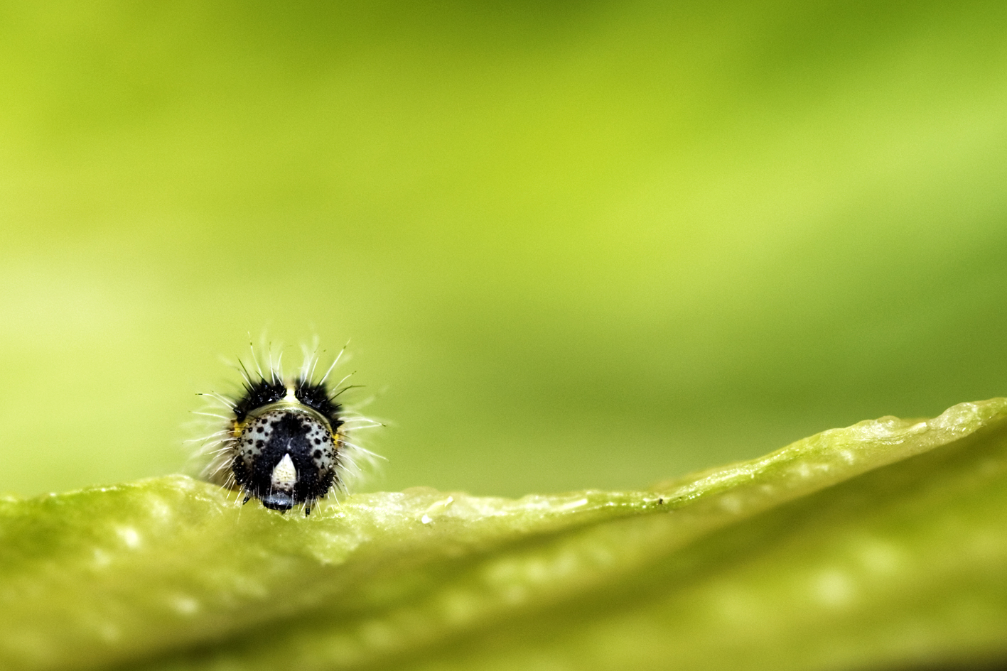 A good day of the caterpillar