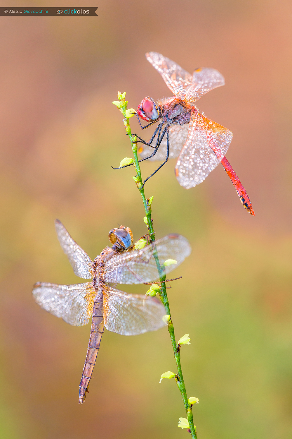 Sympetrum fonscolombii - Crocothemis erythraea