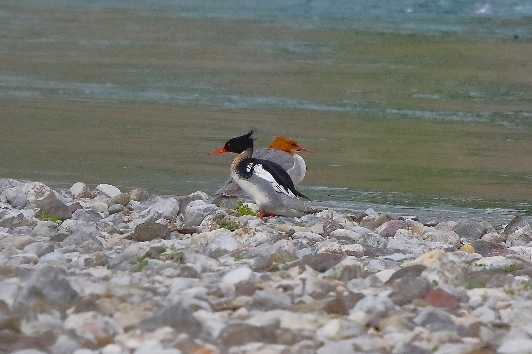 Smerghi 08 maggio 2023