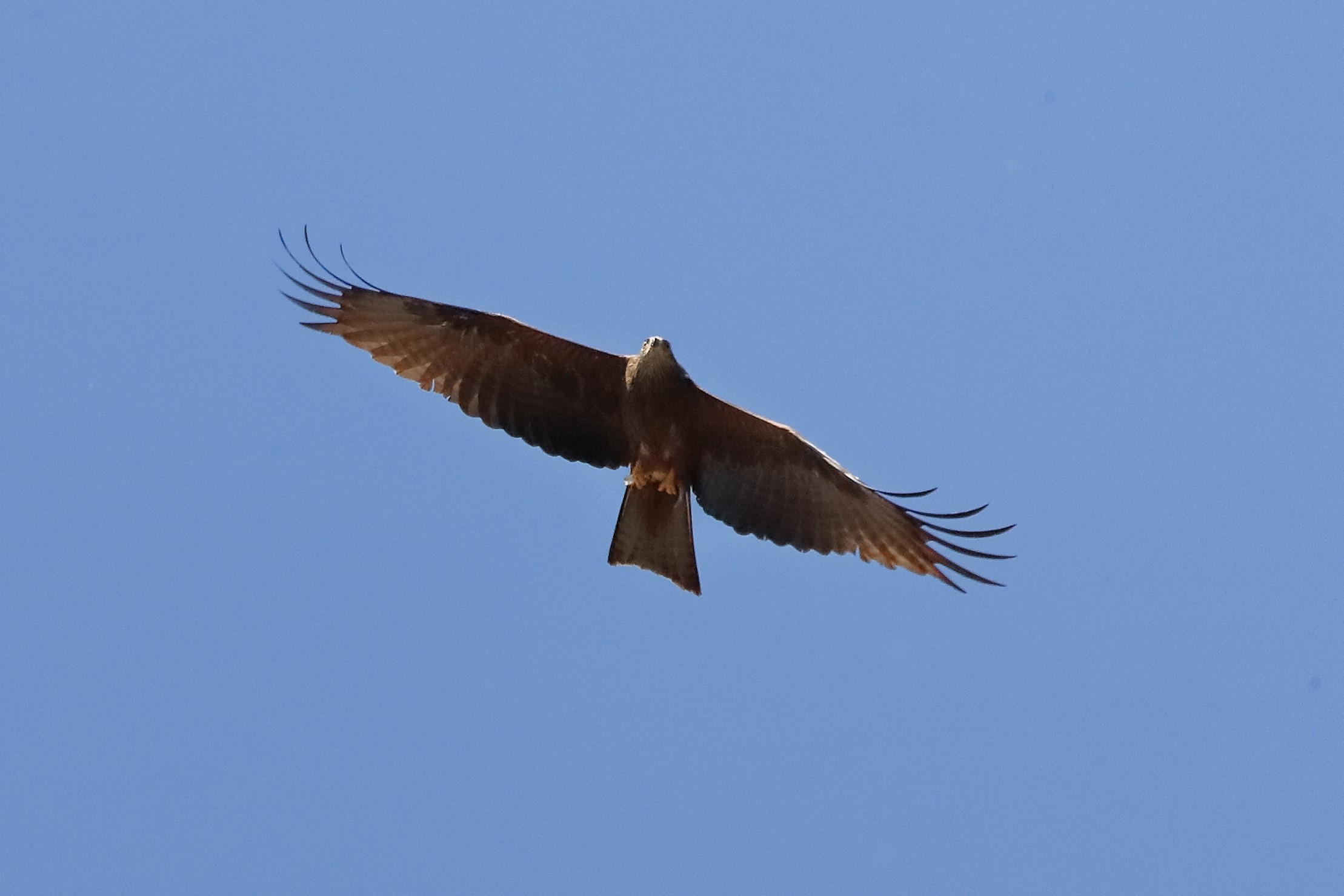 Nibbio bruno 15 maggio 2023