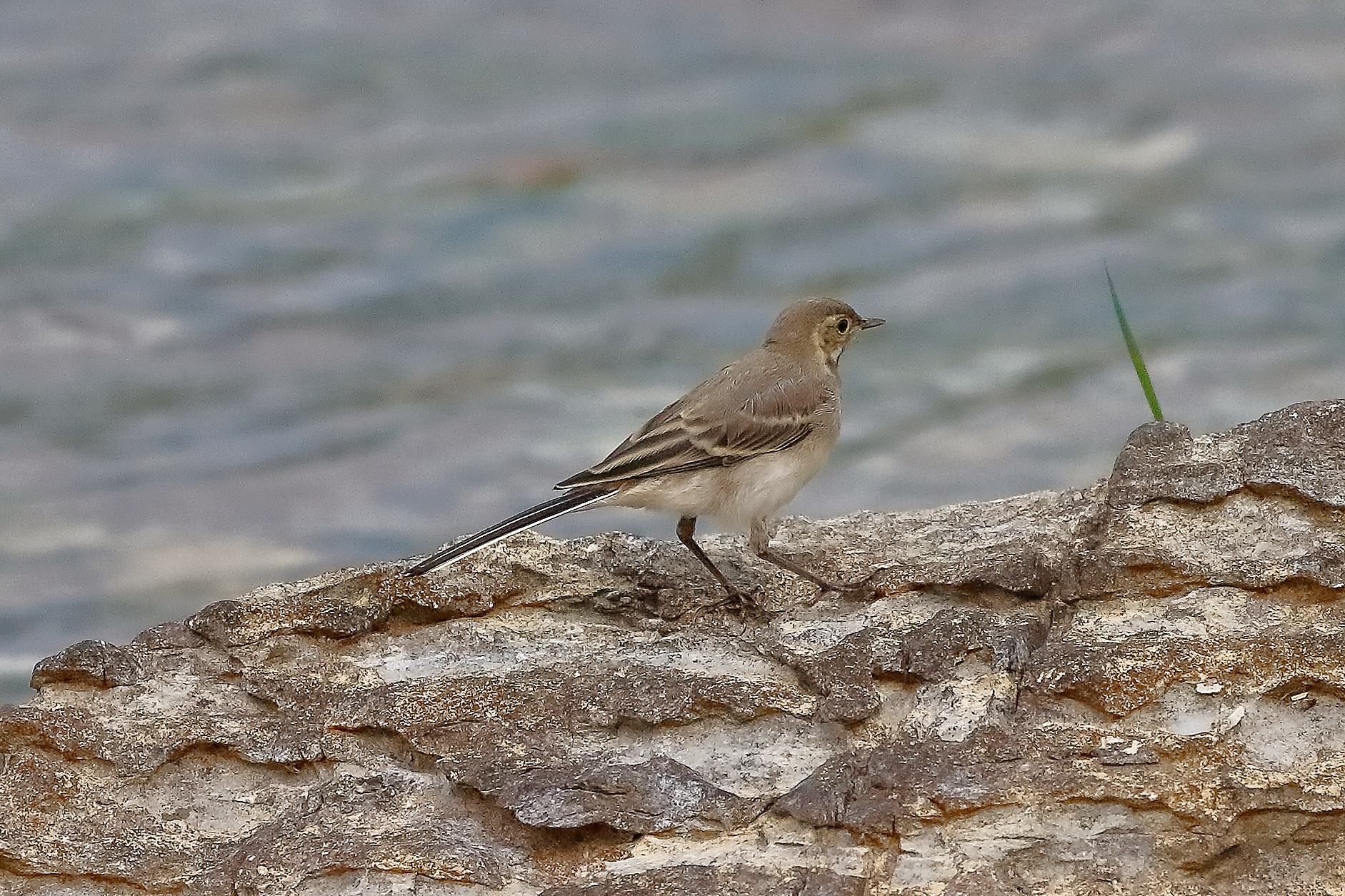 Ballerina 08 maggio 2023